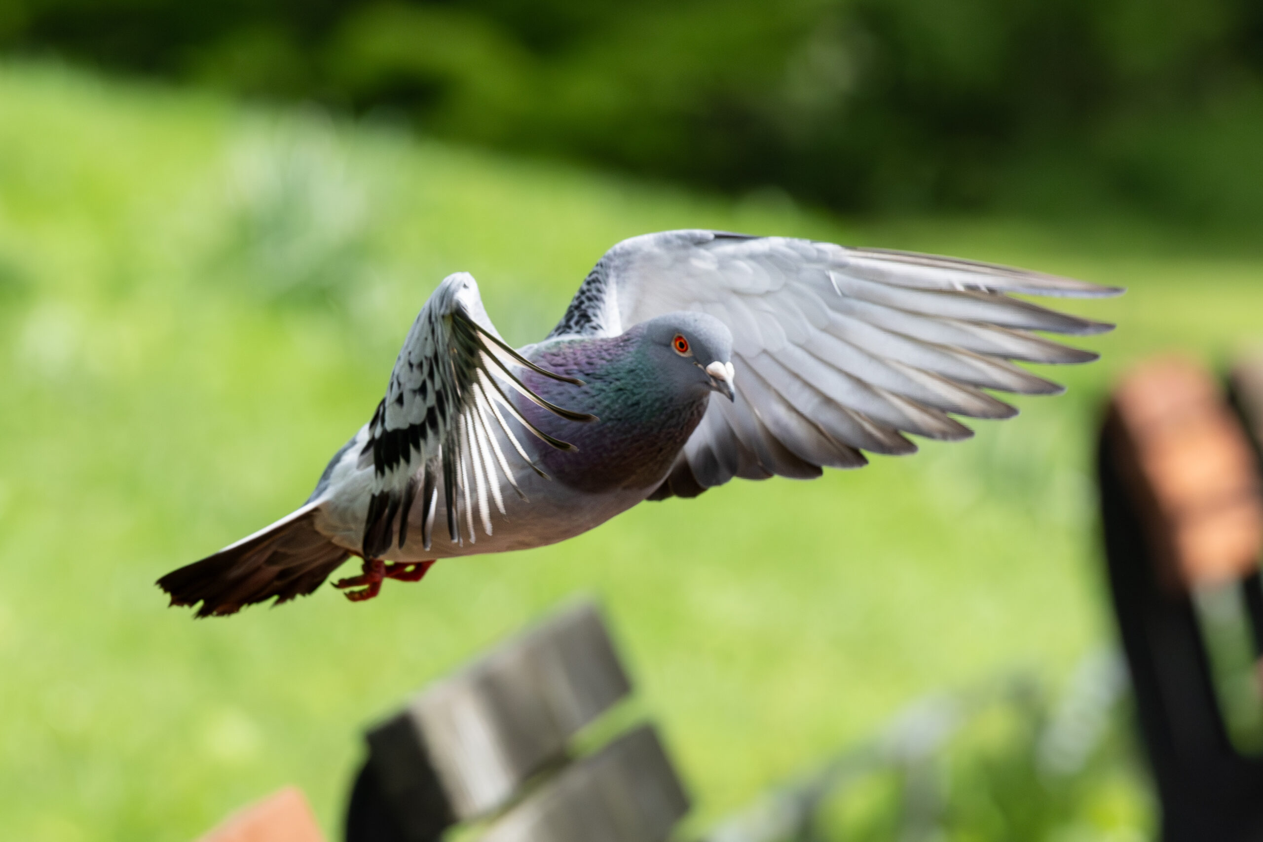 Pigeon flying away