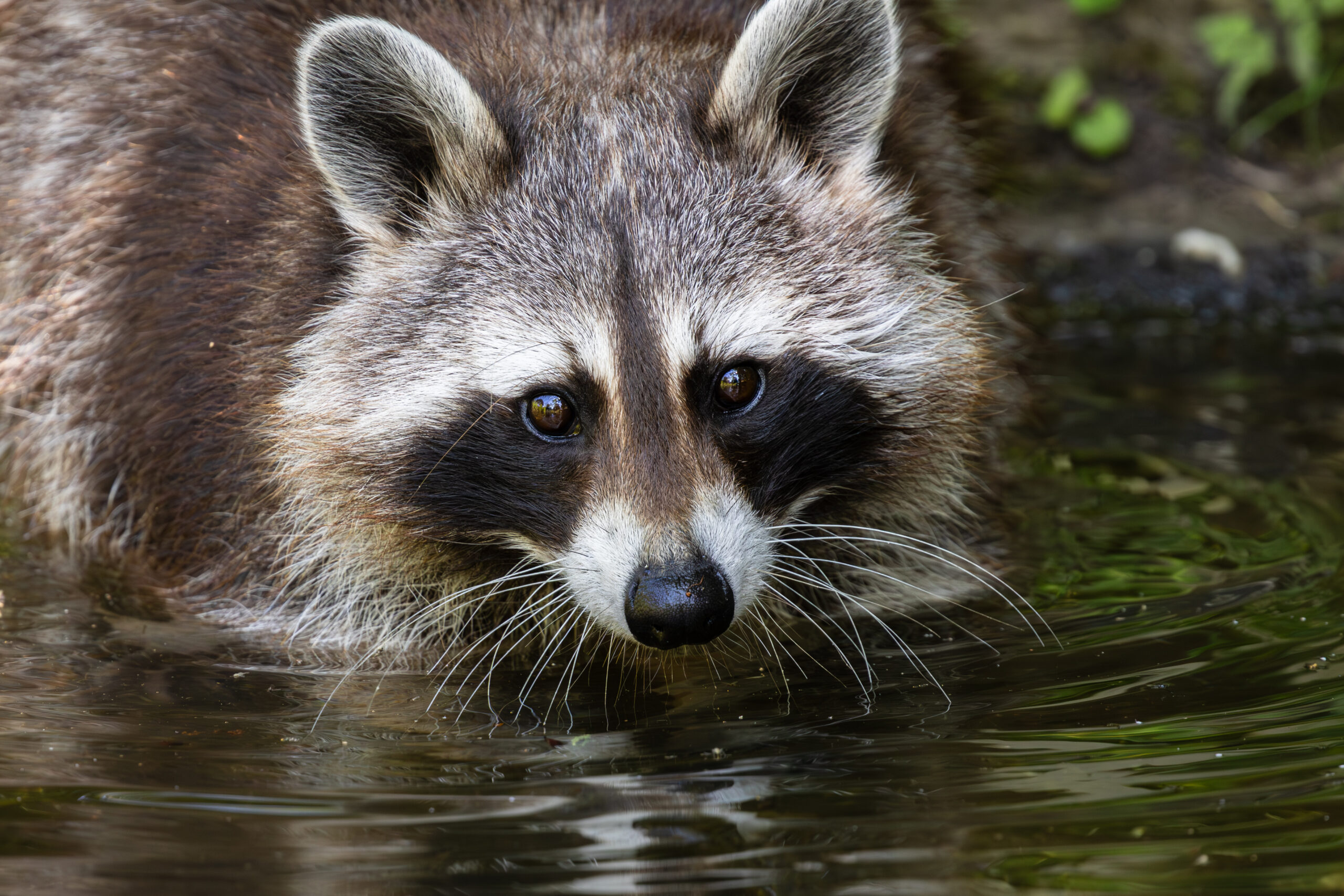 Raccoon living in a zoo