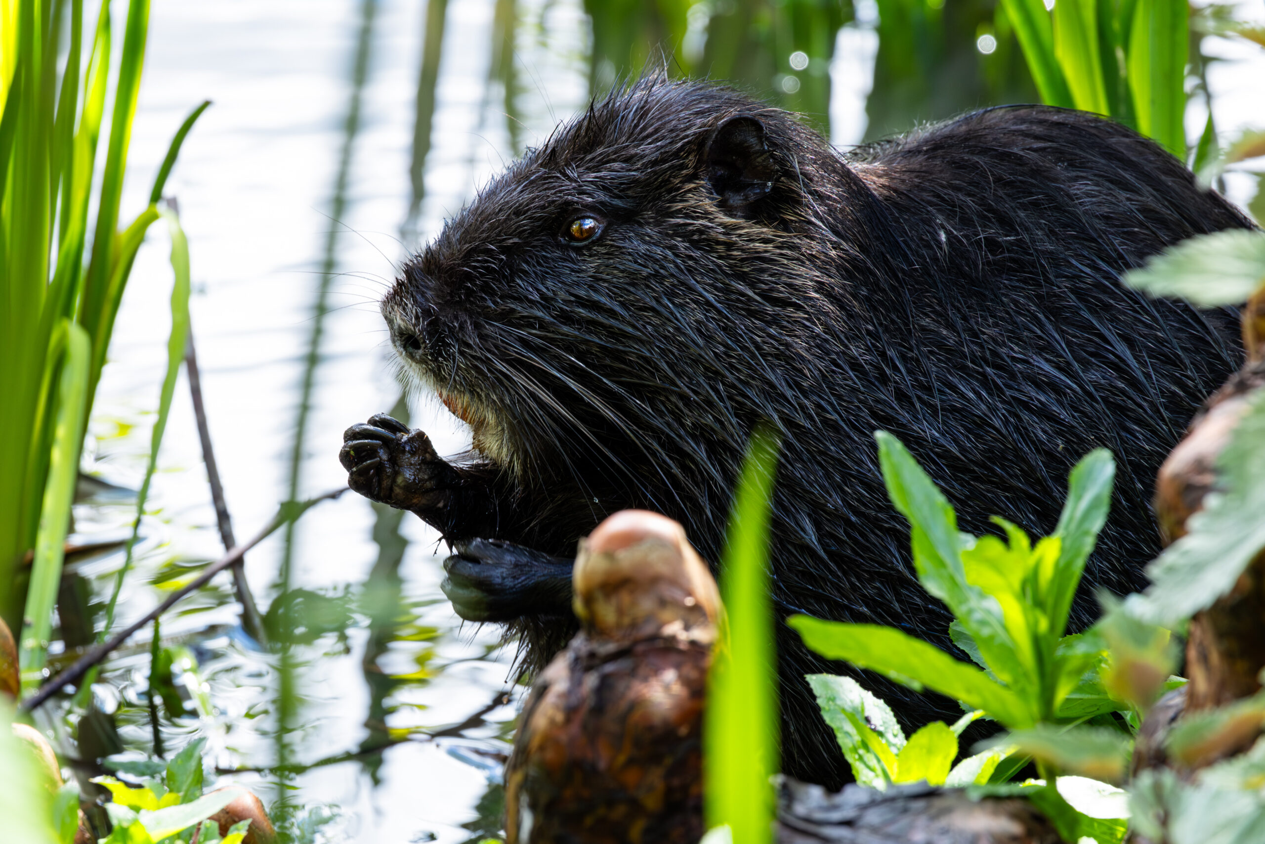 Angry nutria at the lake