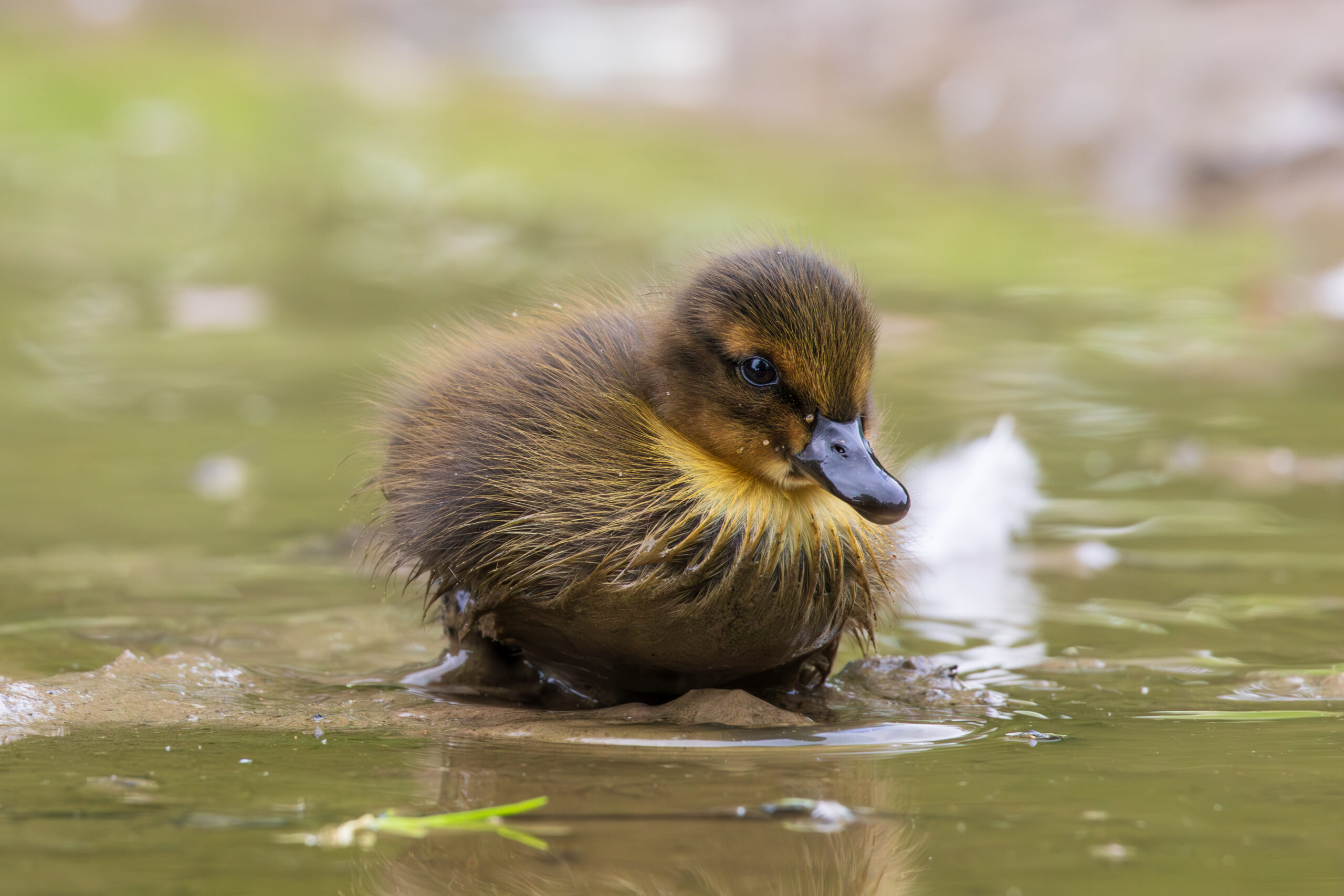 Go duckling