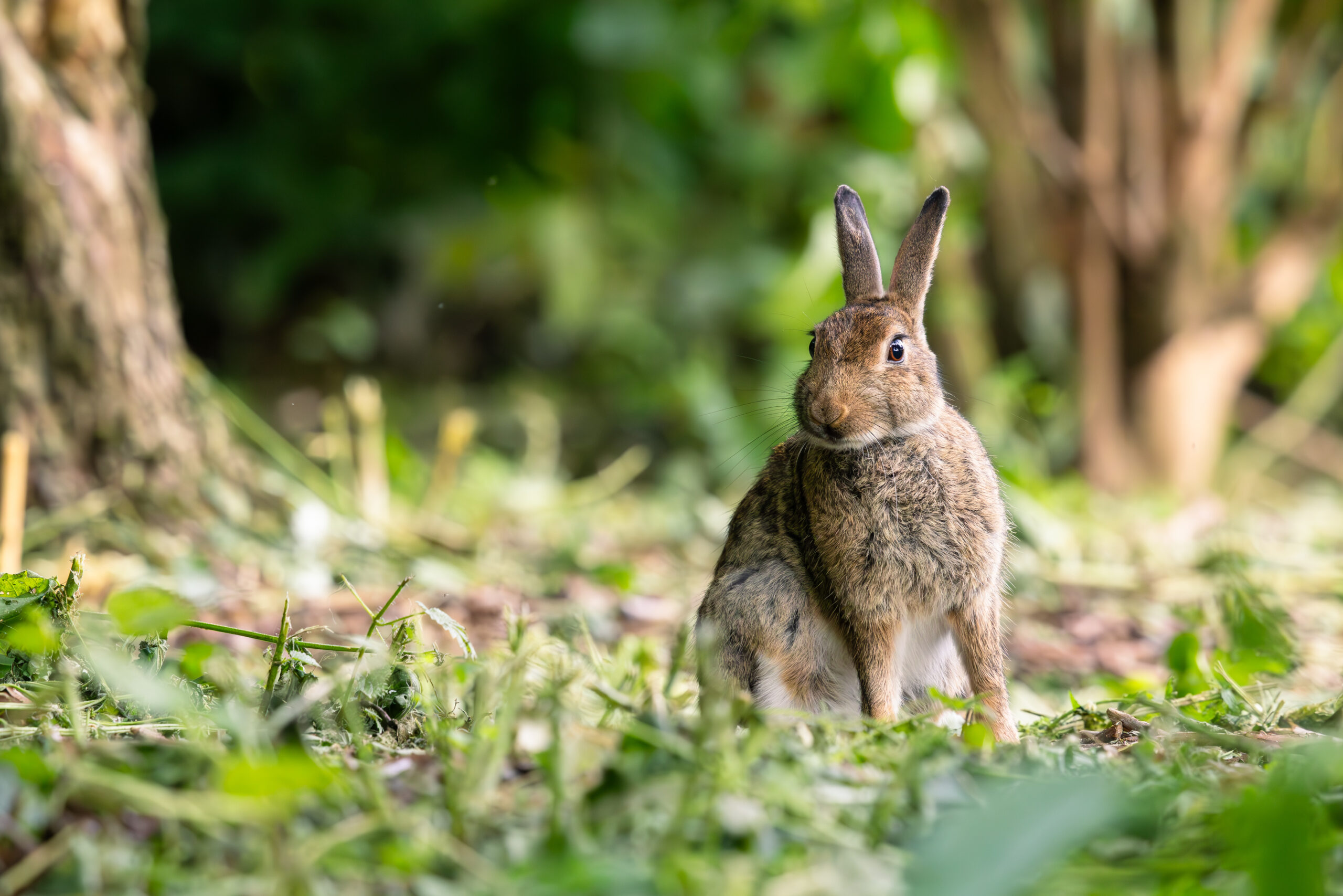 Cautious rabbit in a park