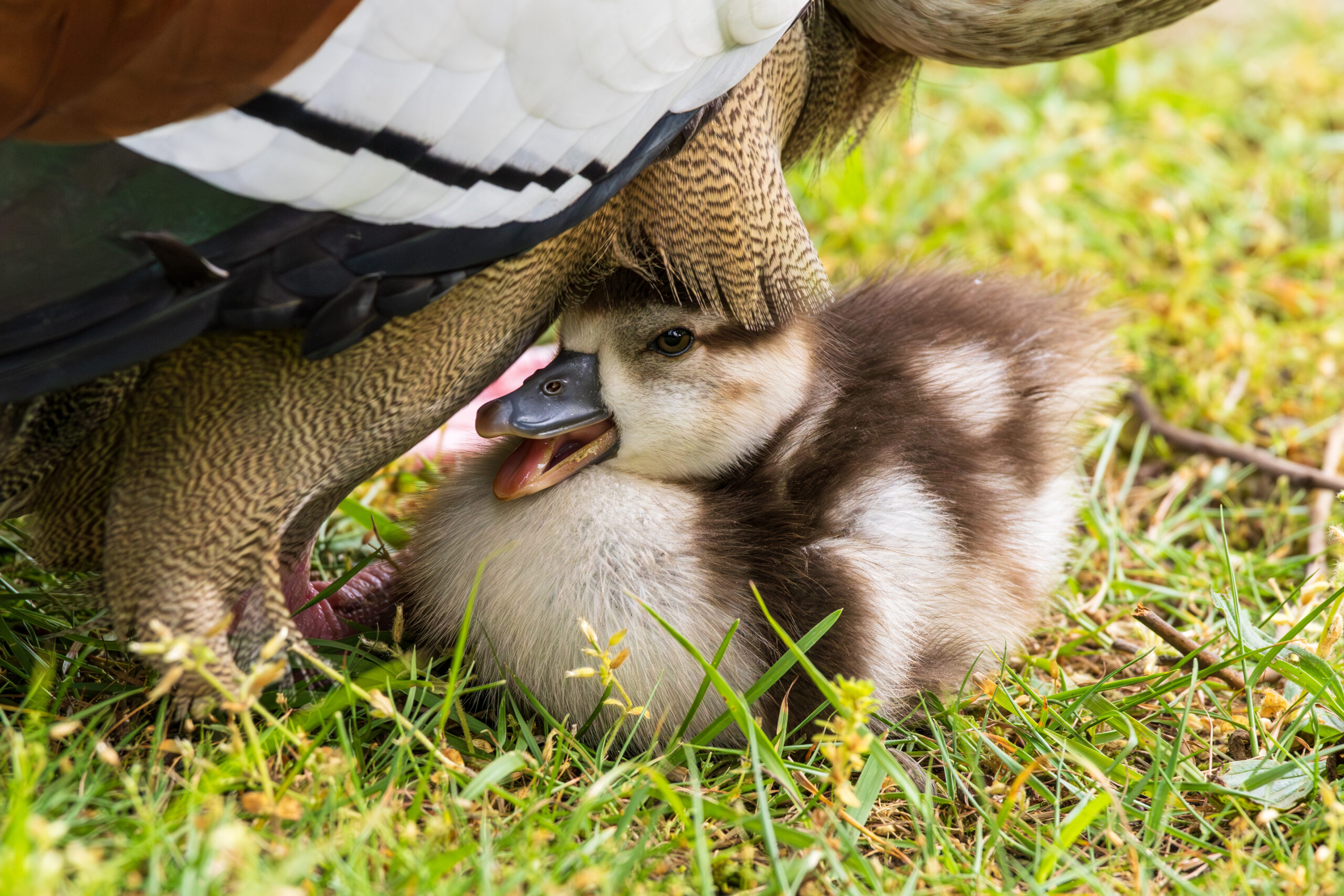 Egyptian goose petting her gosling