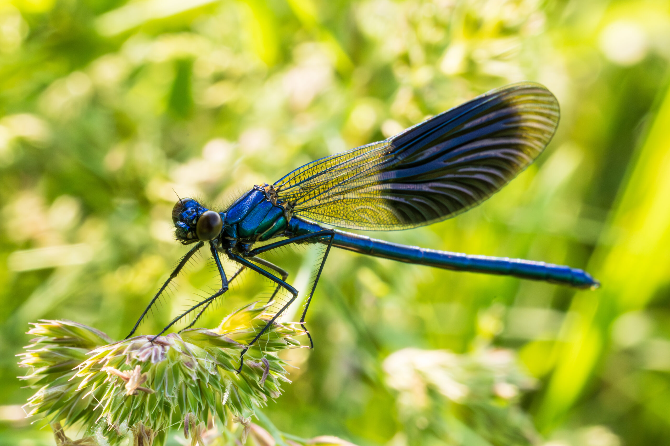 Dragonfly at the riverside