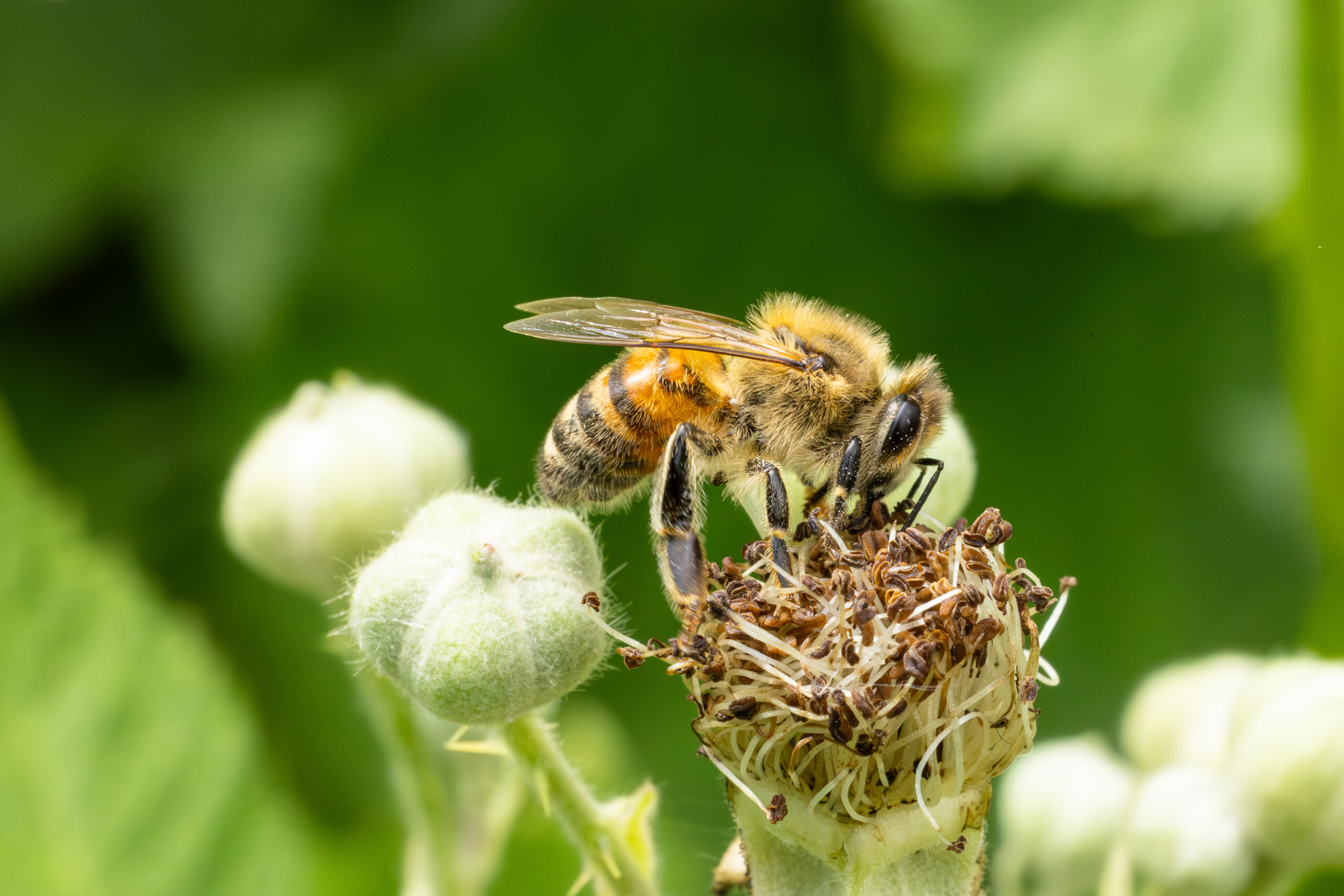 Bee working for the honey