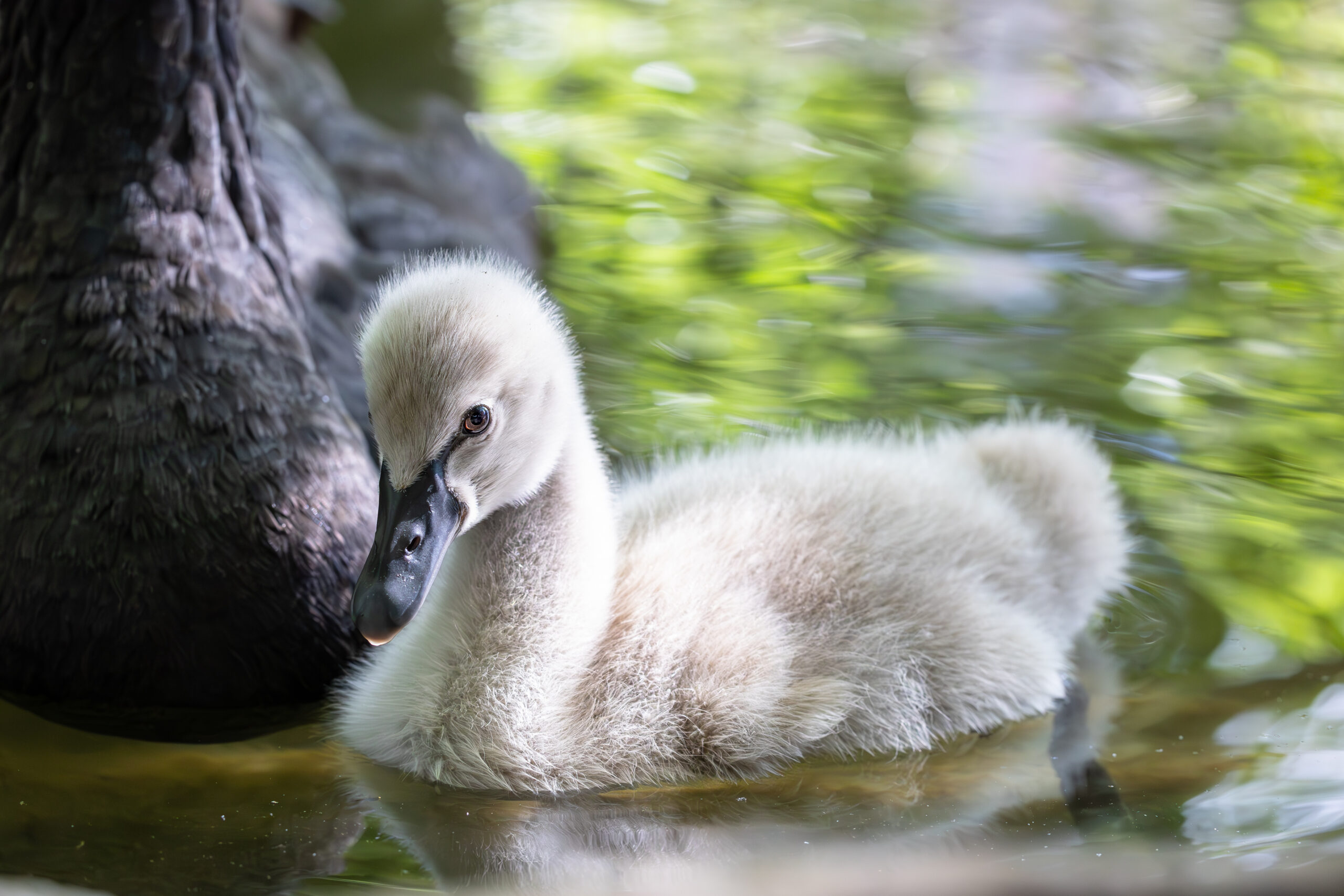 Cygnet with black swan mother