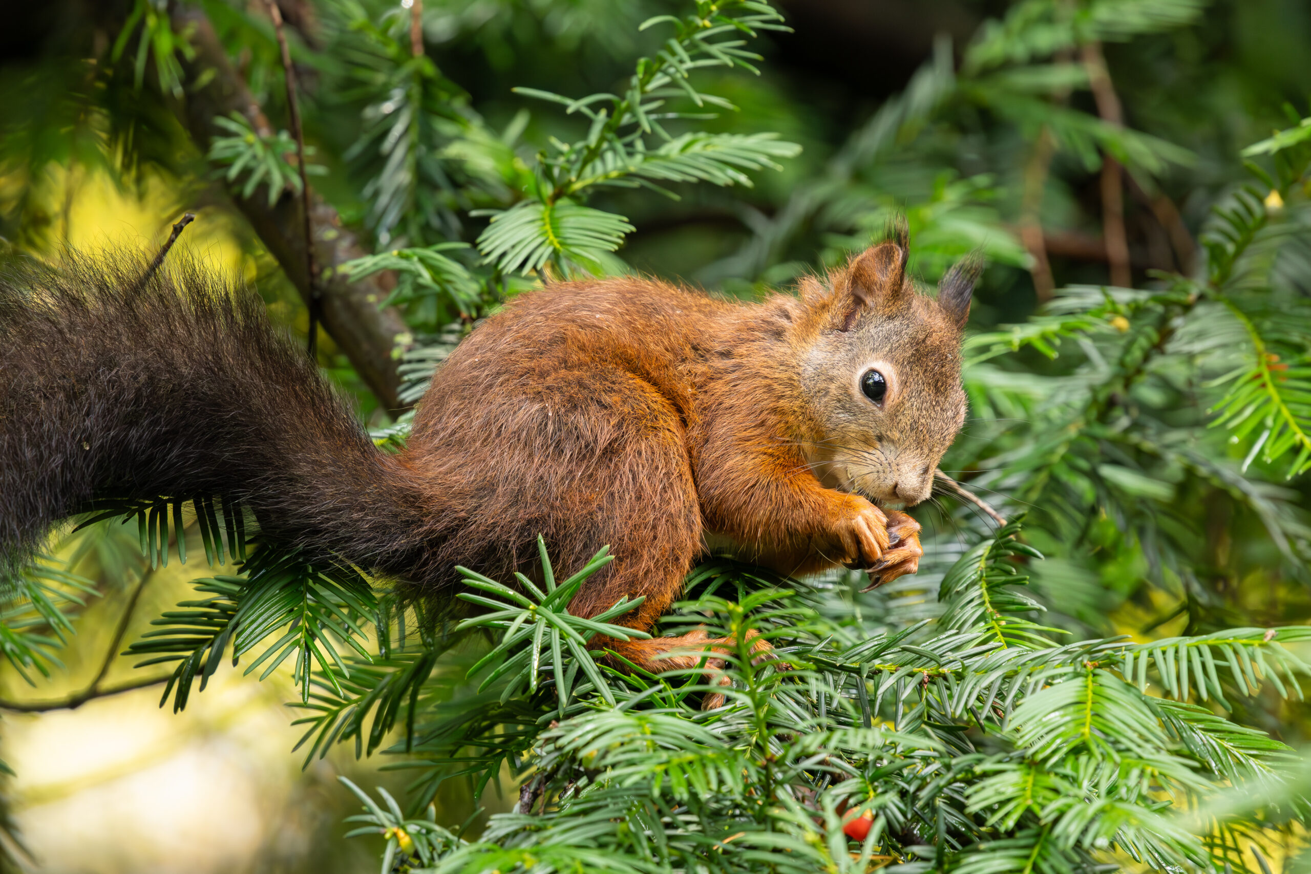 Squirrel high up in a yew tree