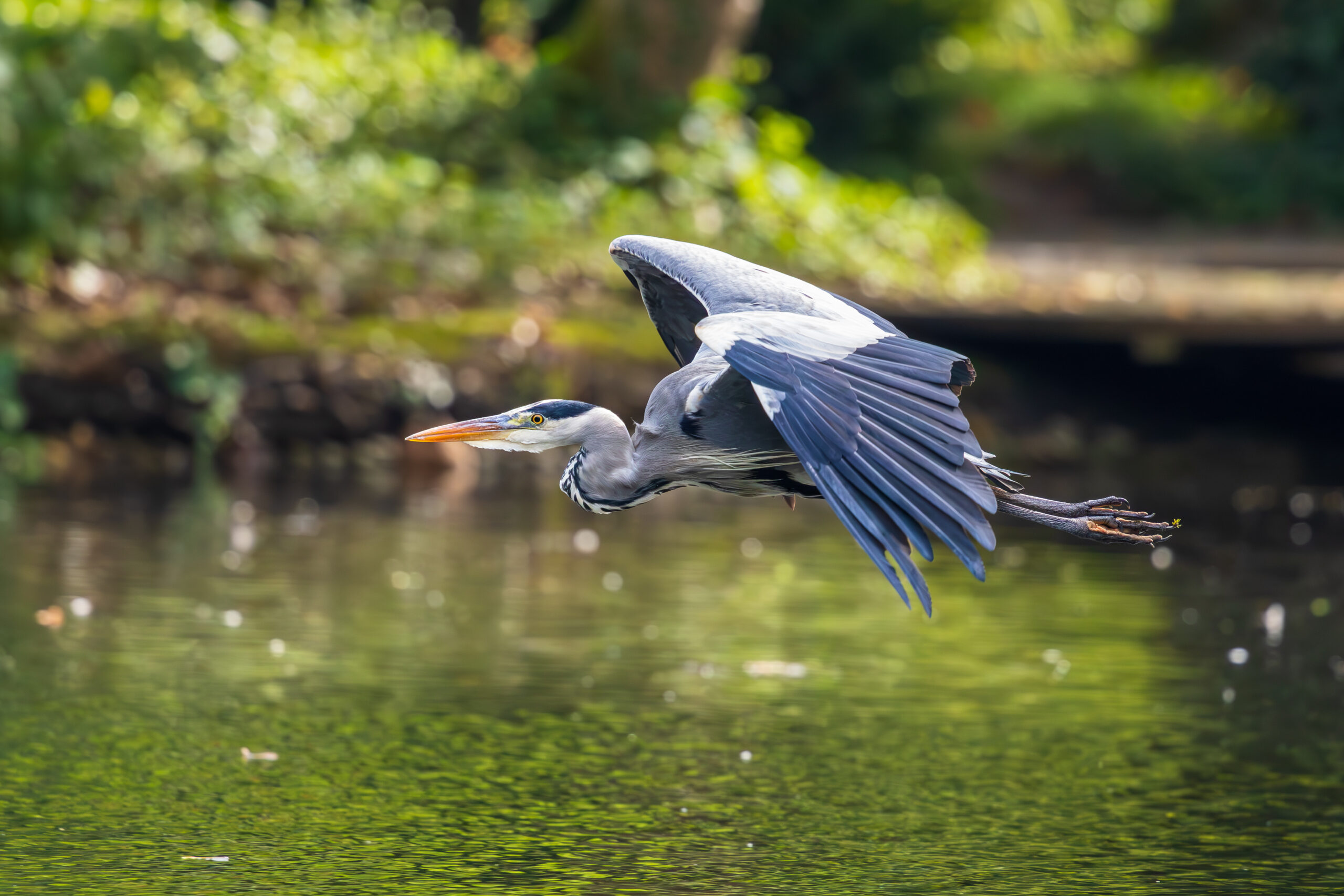 Grey heron on his way back home