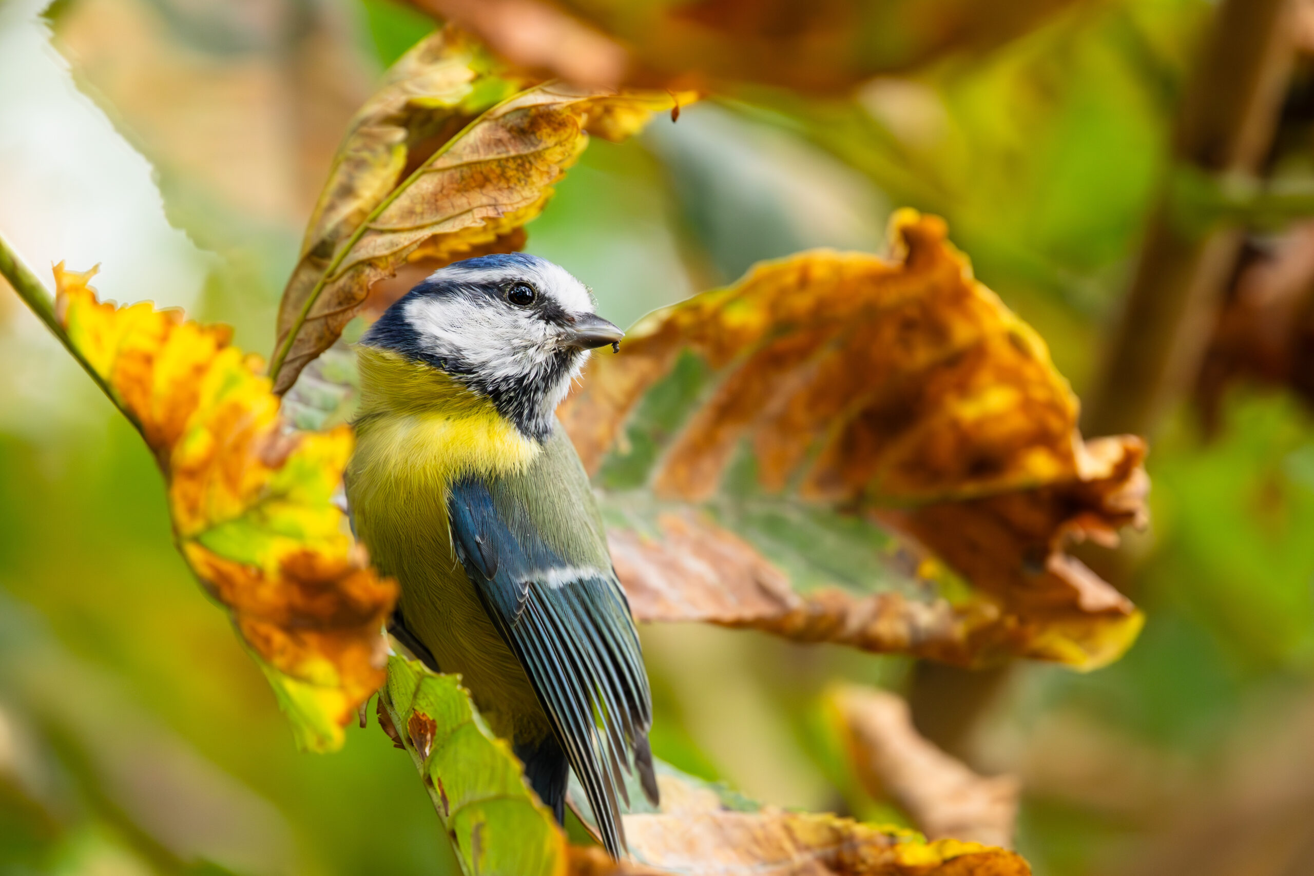 Blue tit in fall