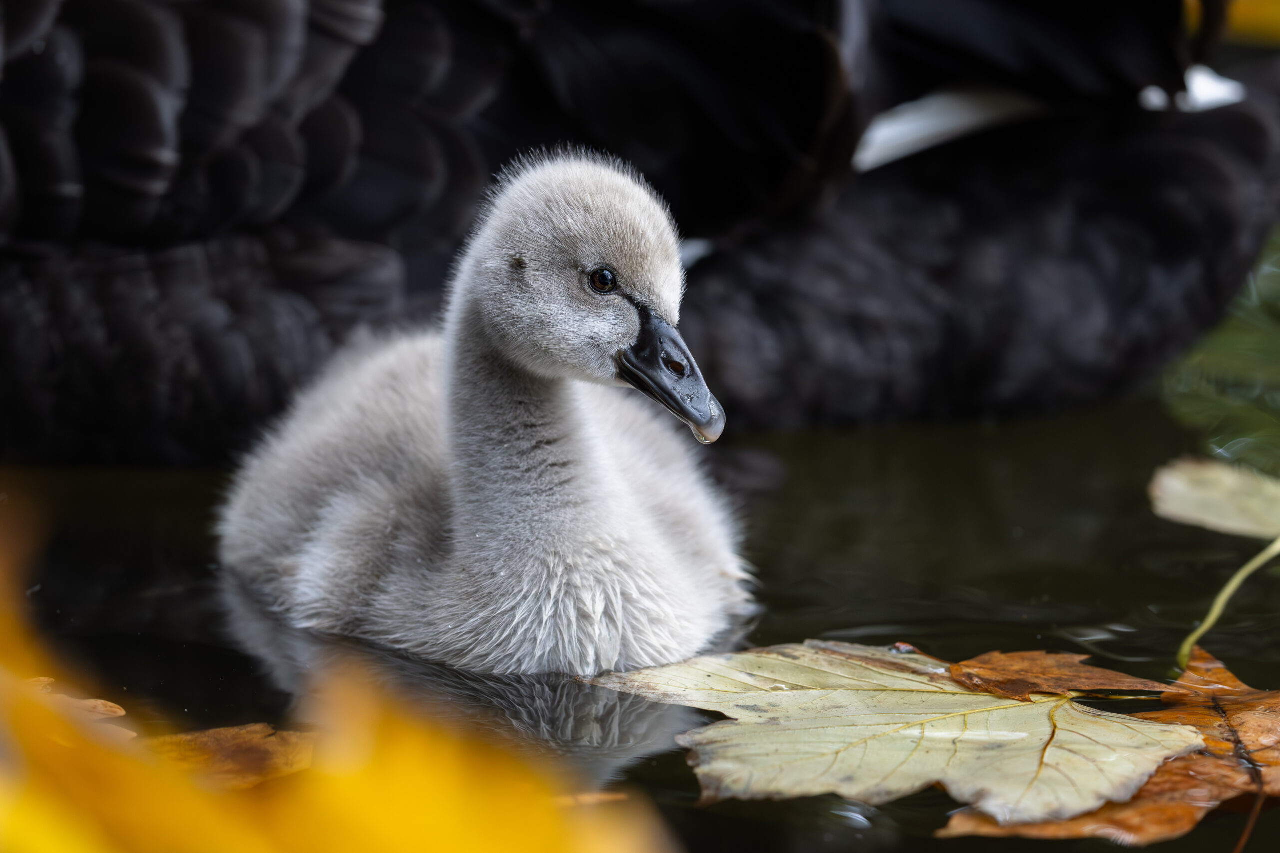 Black swan baby with leaves