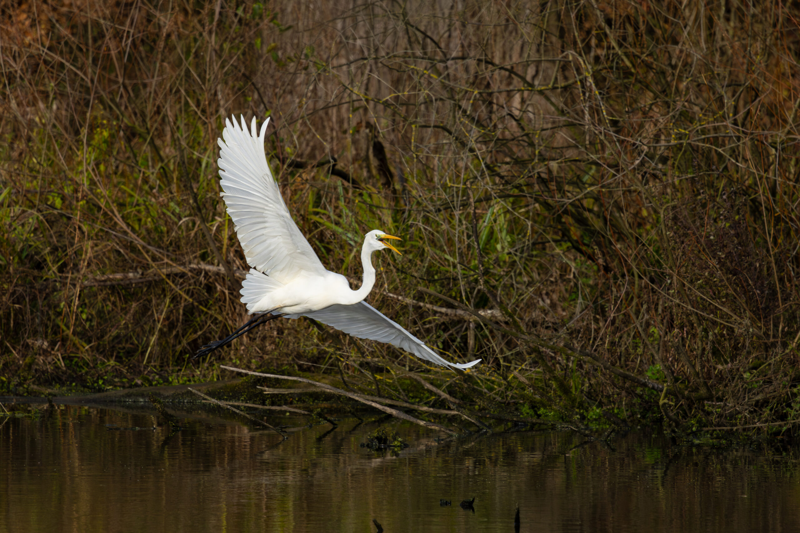 A silver heron in the air