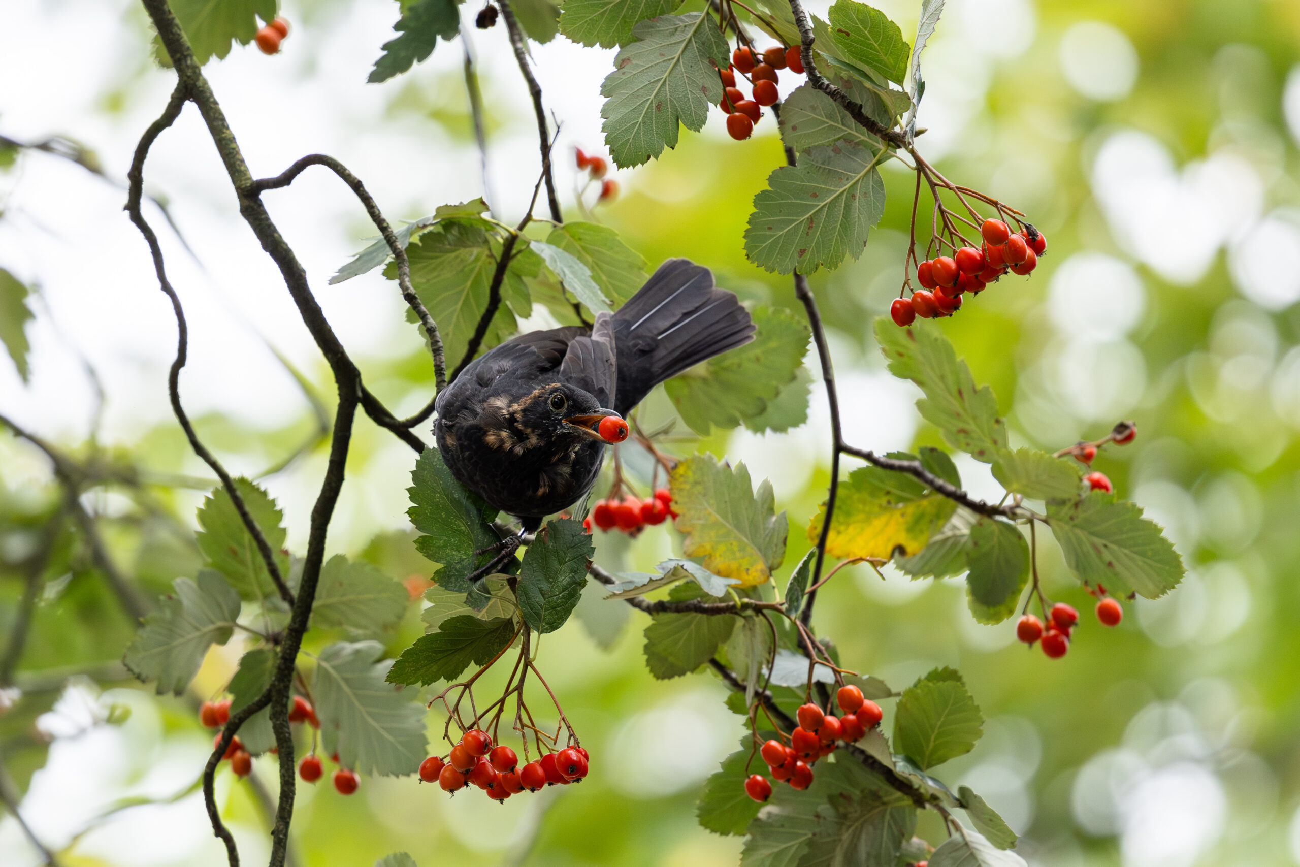 Common blackbird loves berries