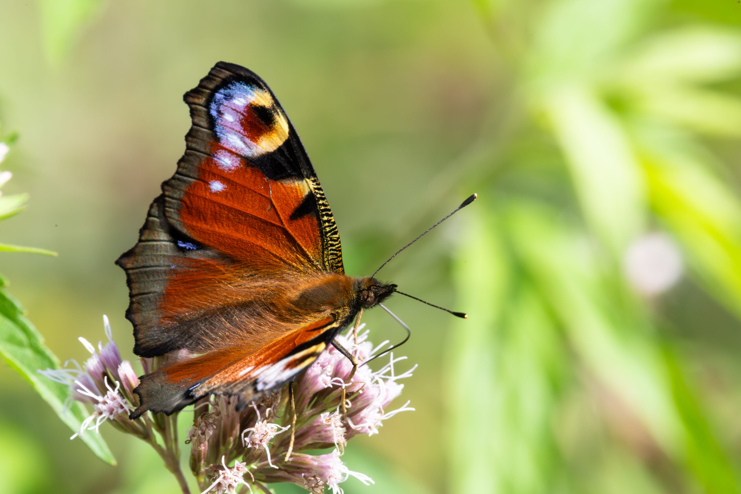 European peacock in late summer