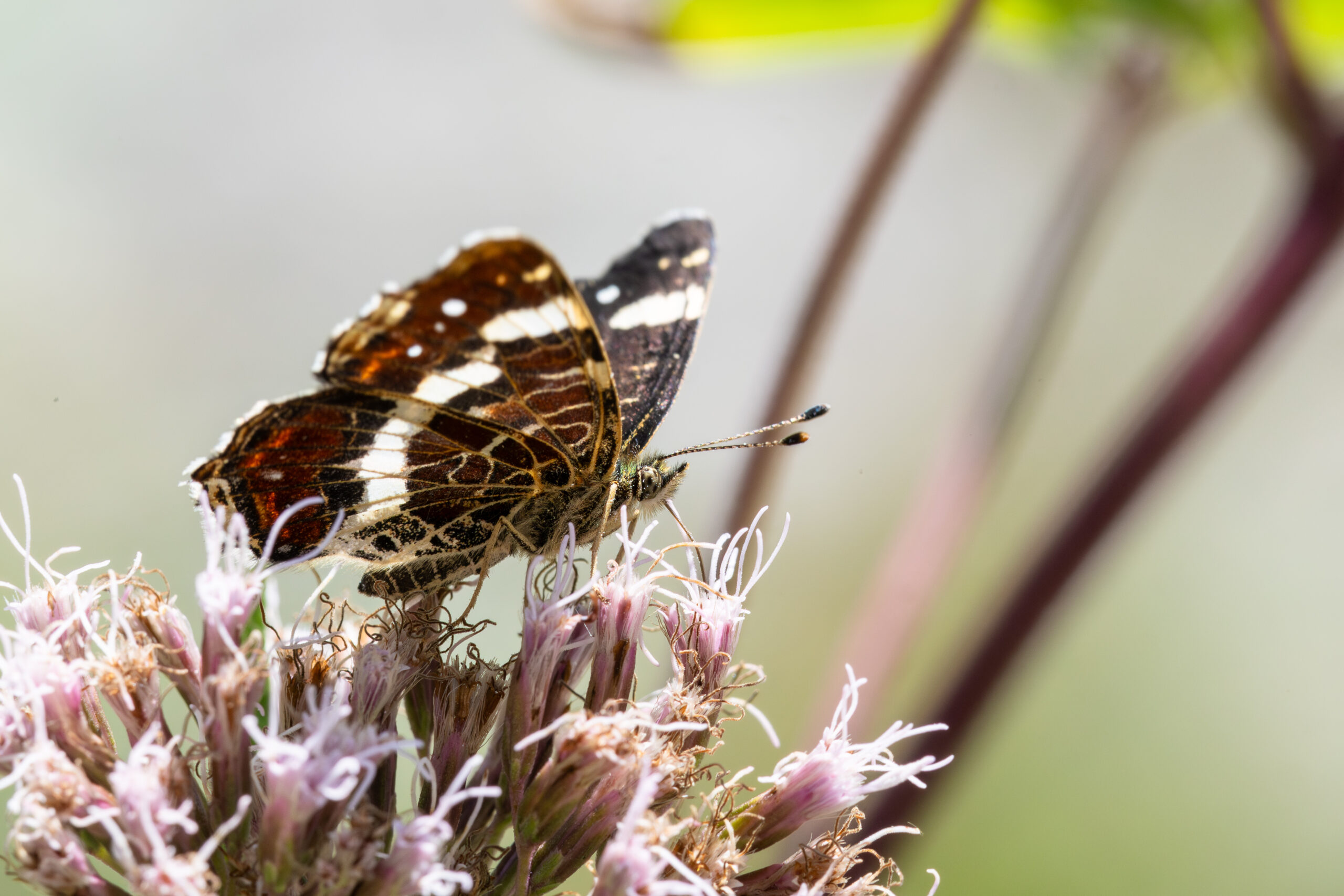 Map butterfly on a flower