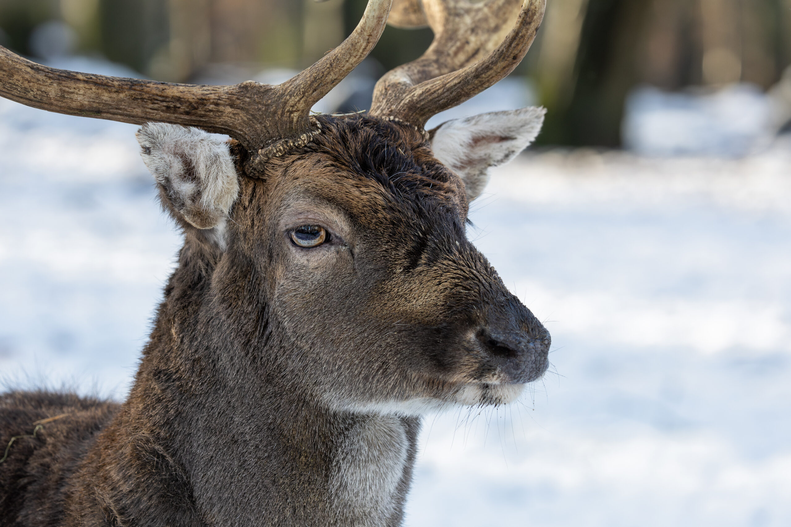 Red deer in snow