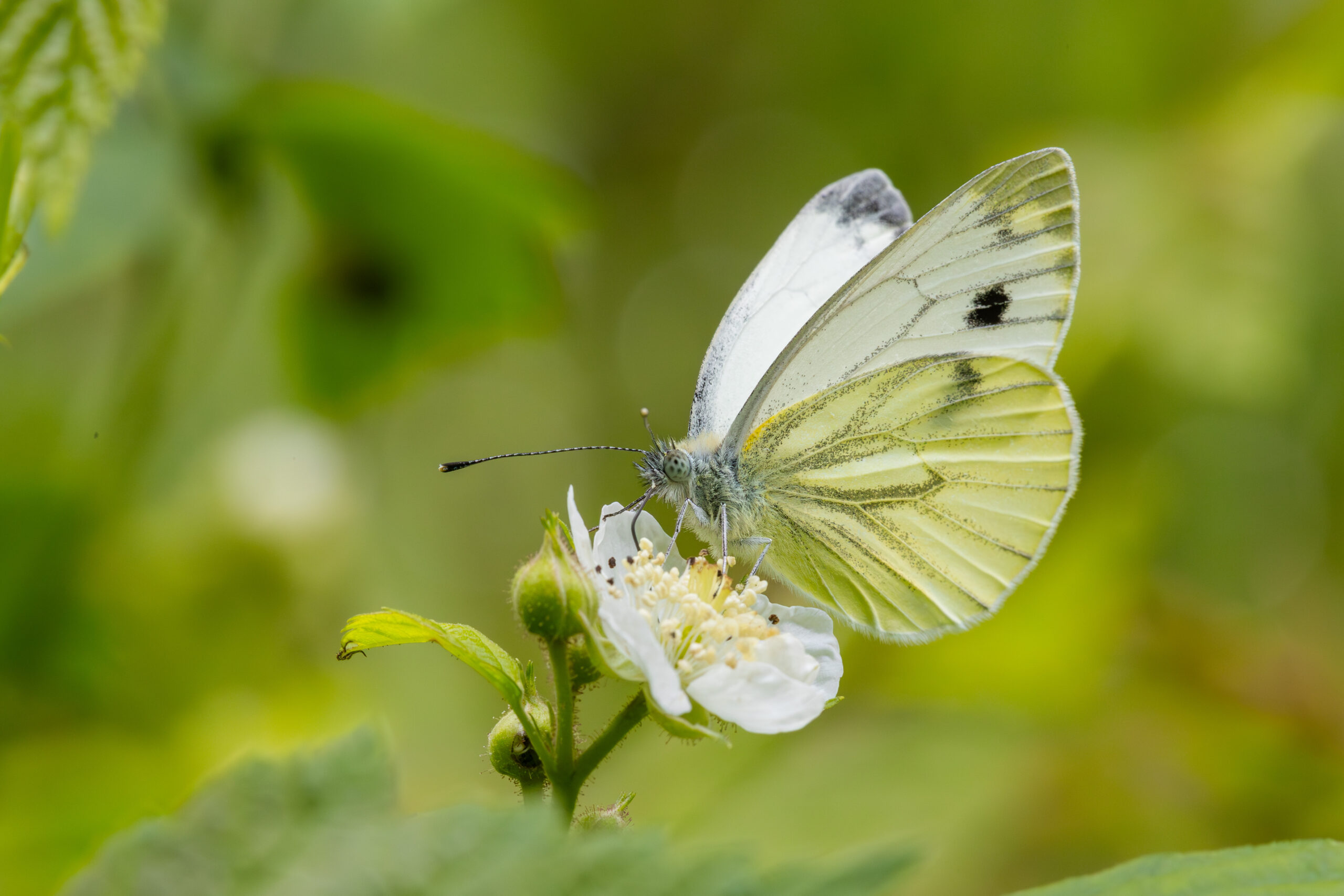 Large white butterfly in late fall