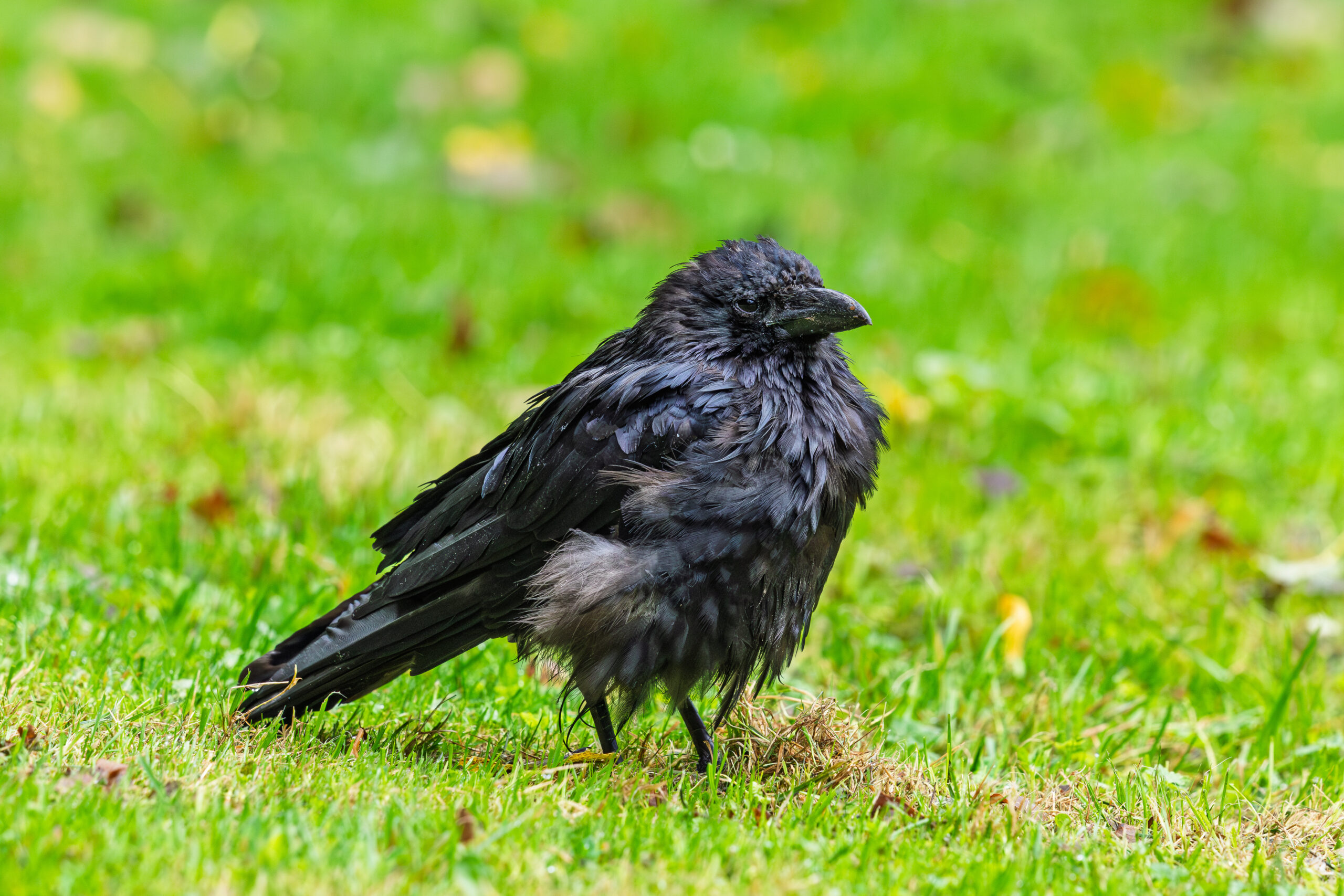 Raven inspecting the park