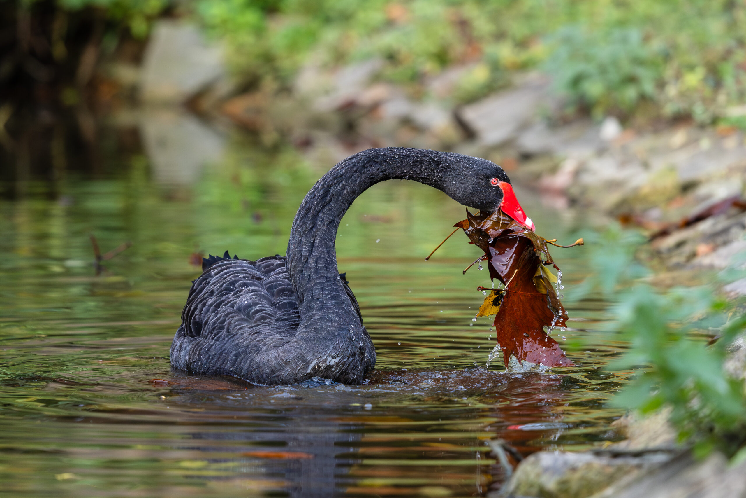 Black swan playing with leaves