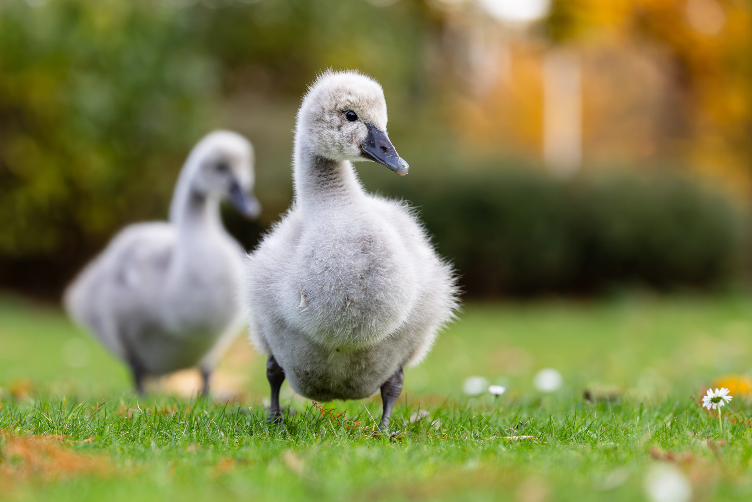 Two black cygnets in fall