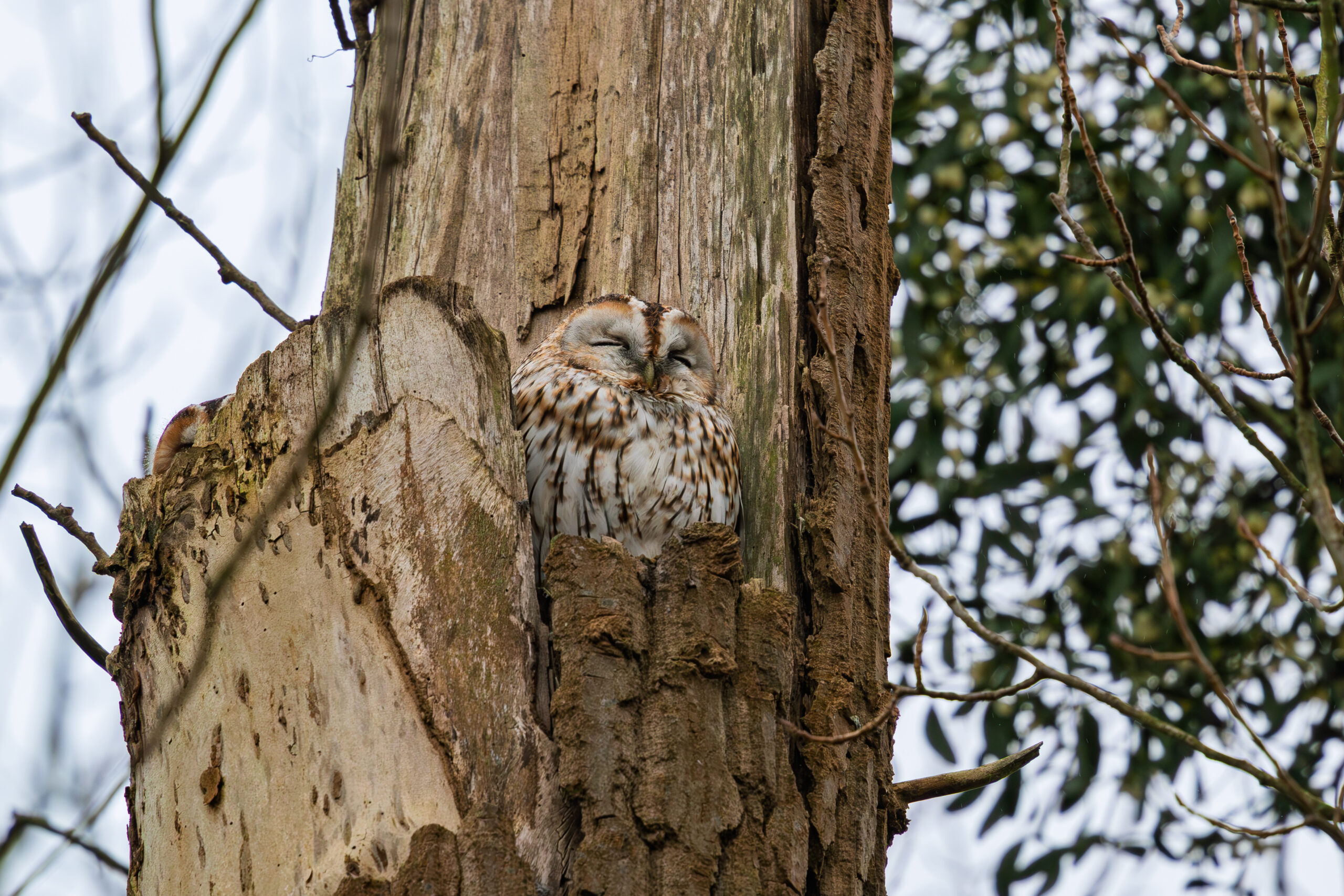 Tawny owl resting during the day