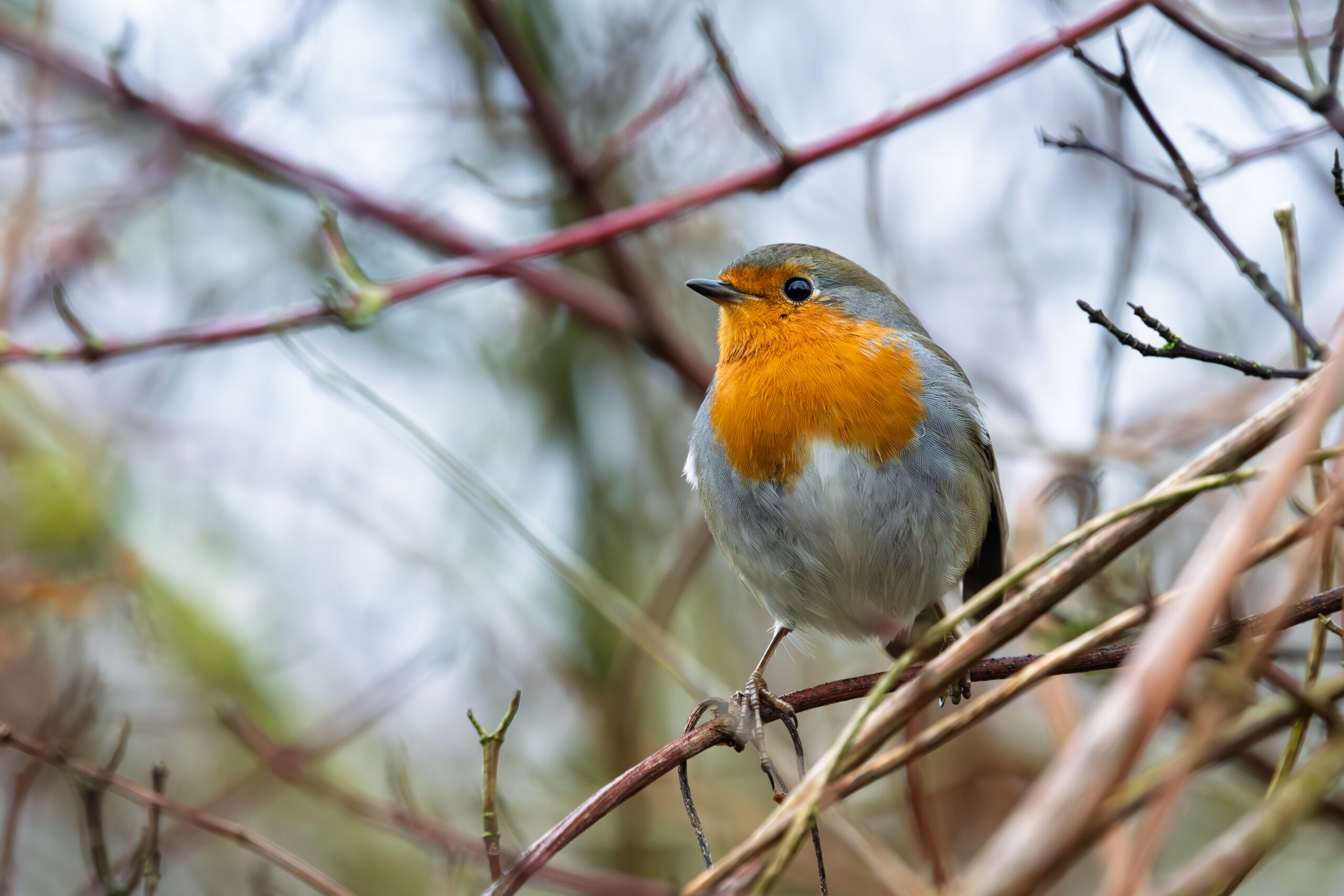 Robin king of hedges