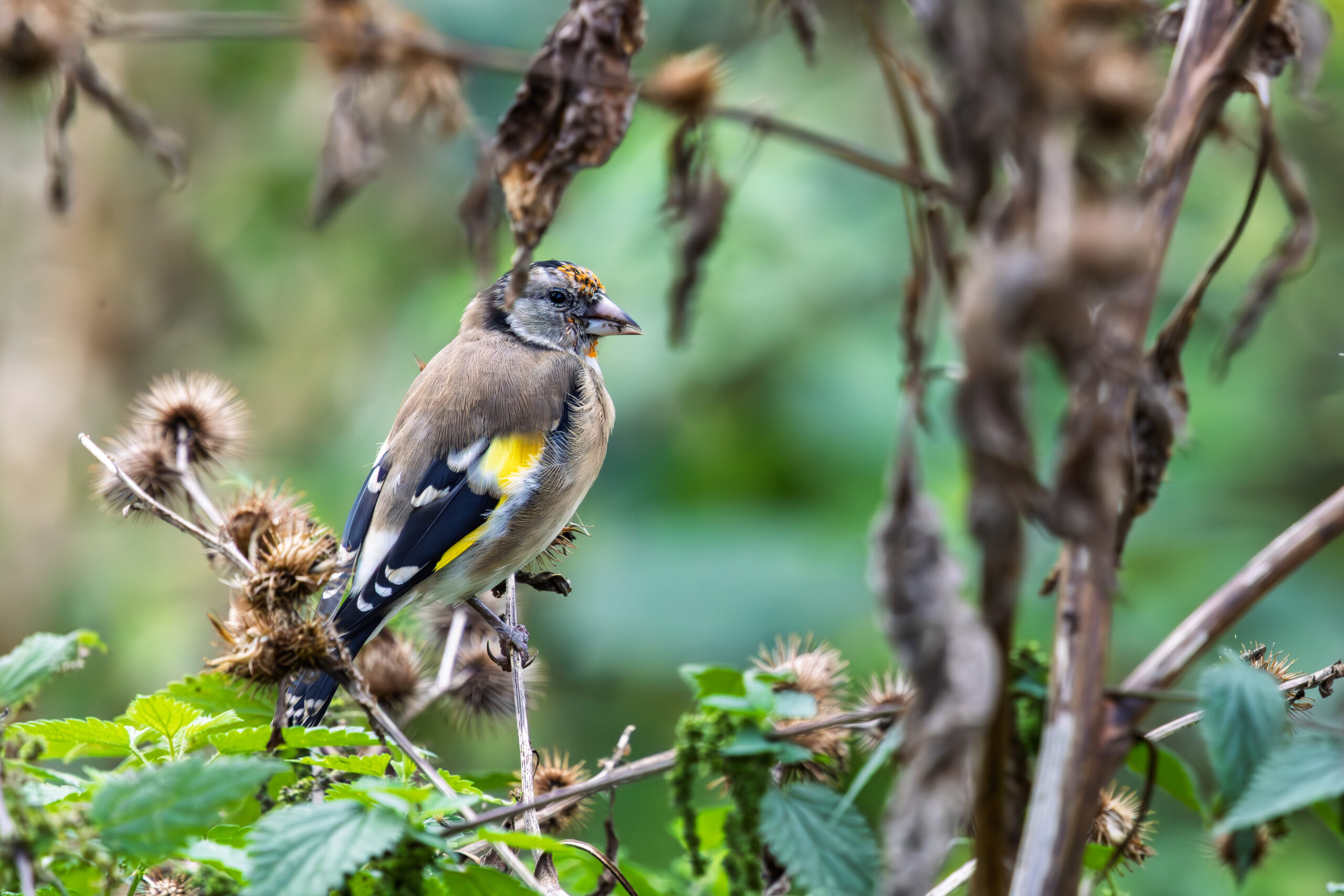 Goldfinch on a thistle