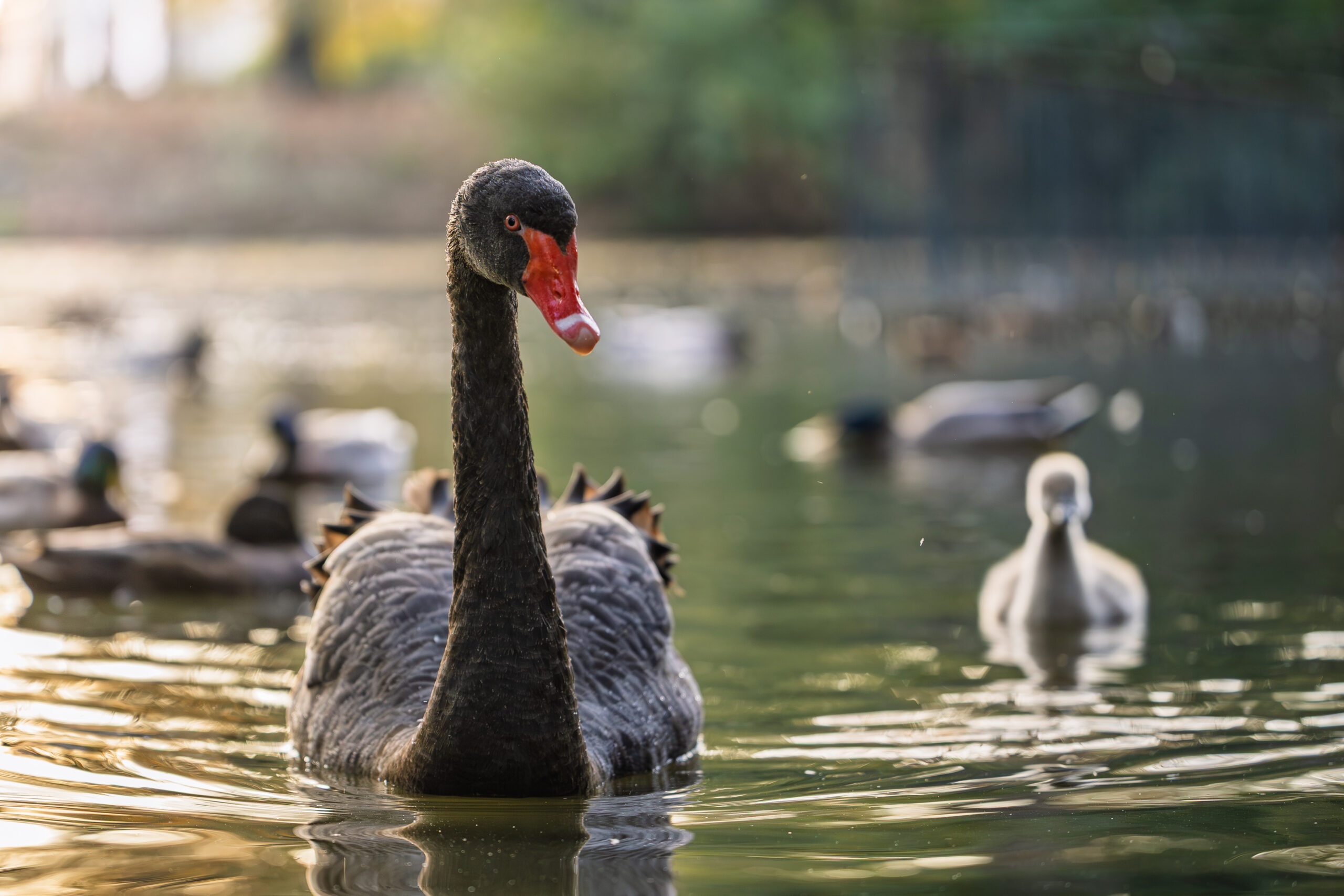 Black swan in sunset