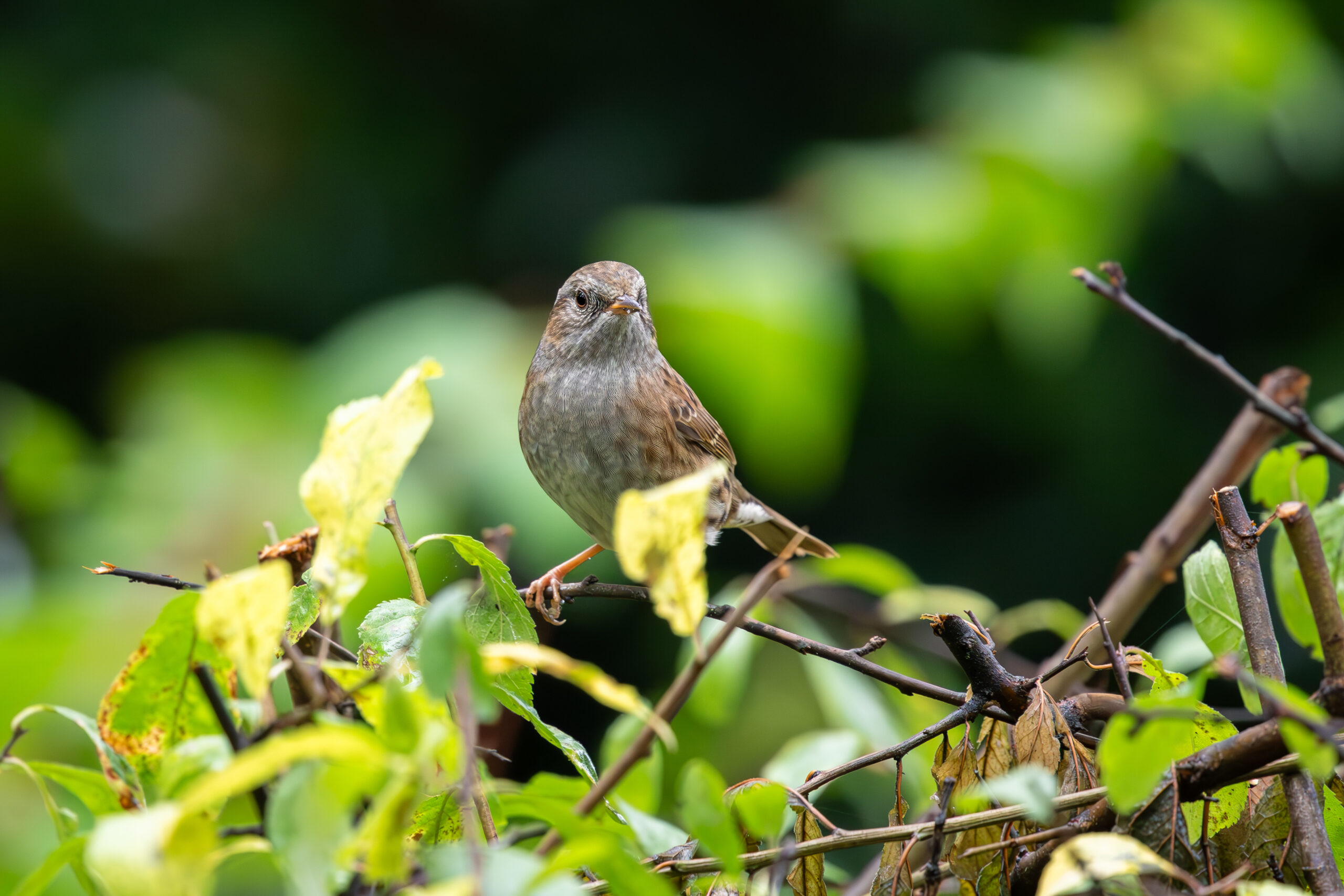 Dunnock on overwatch