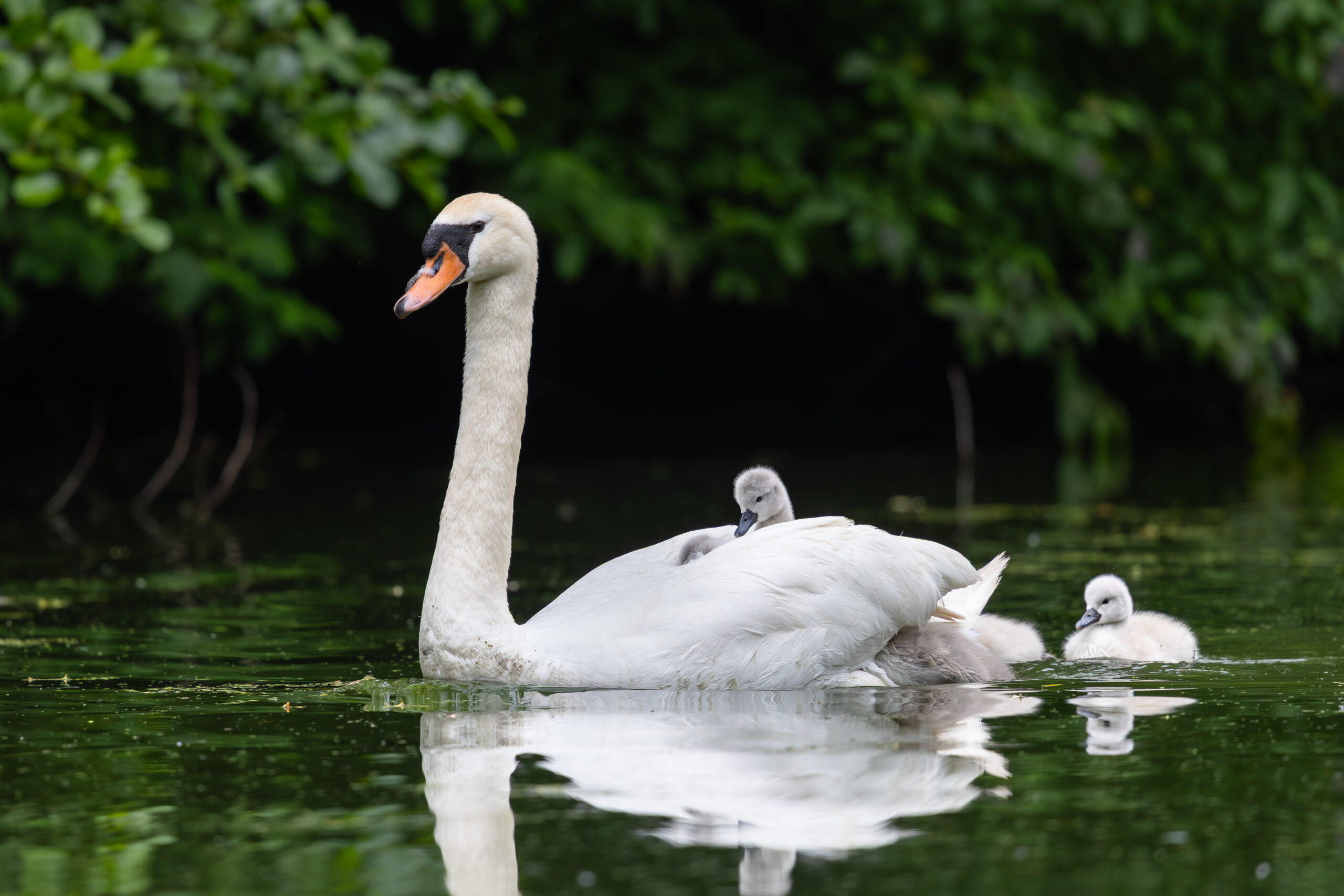 Cygnus providing parental taxi service
