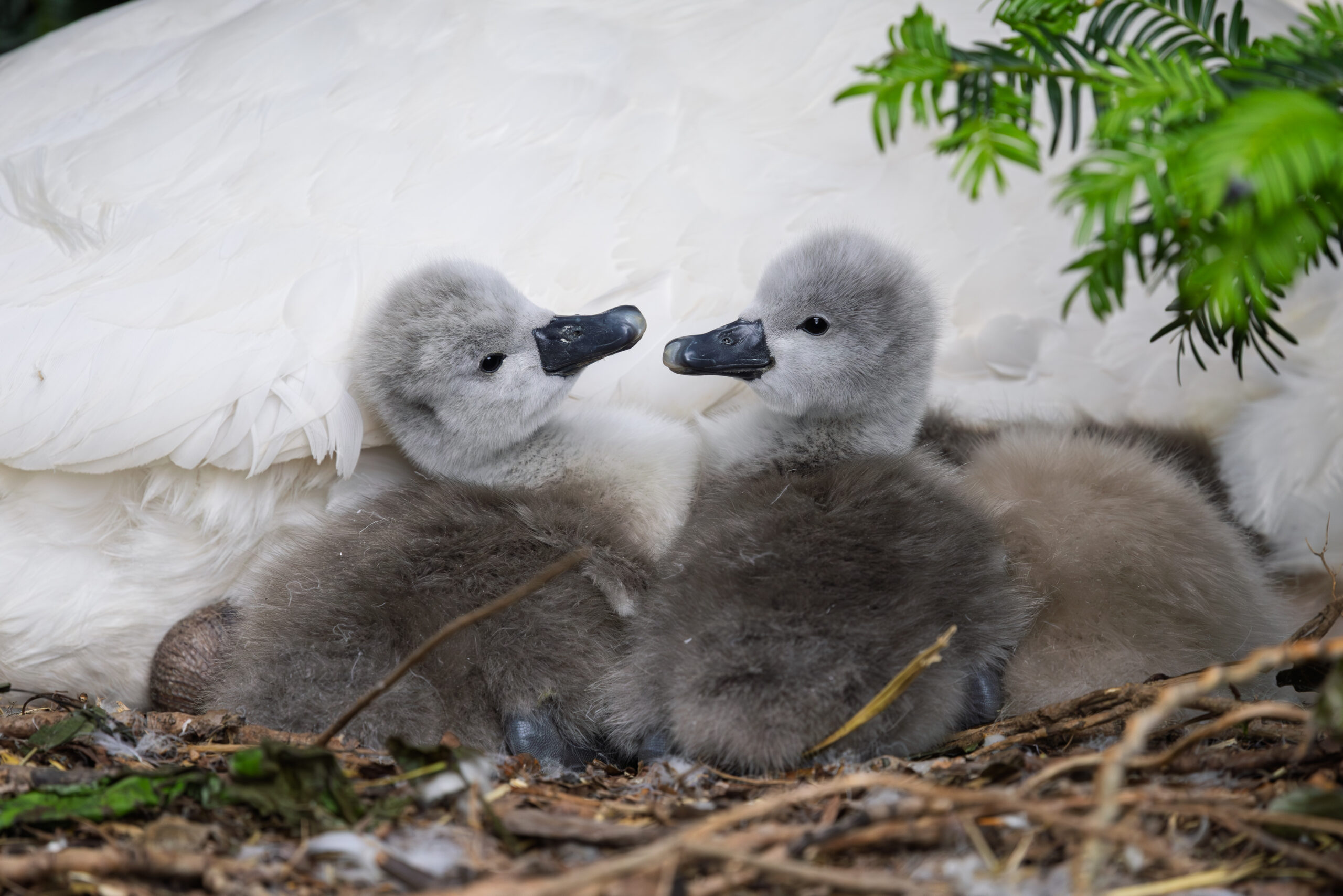 Two swan babies