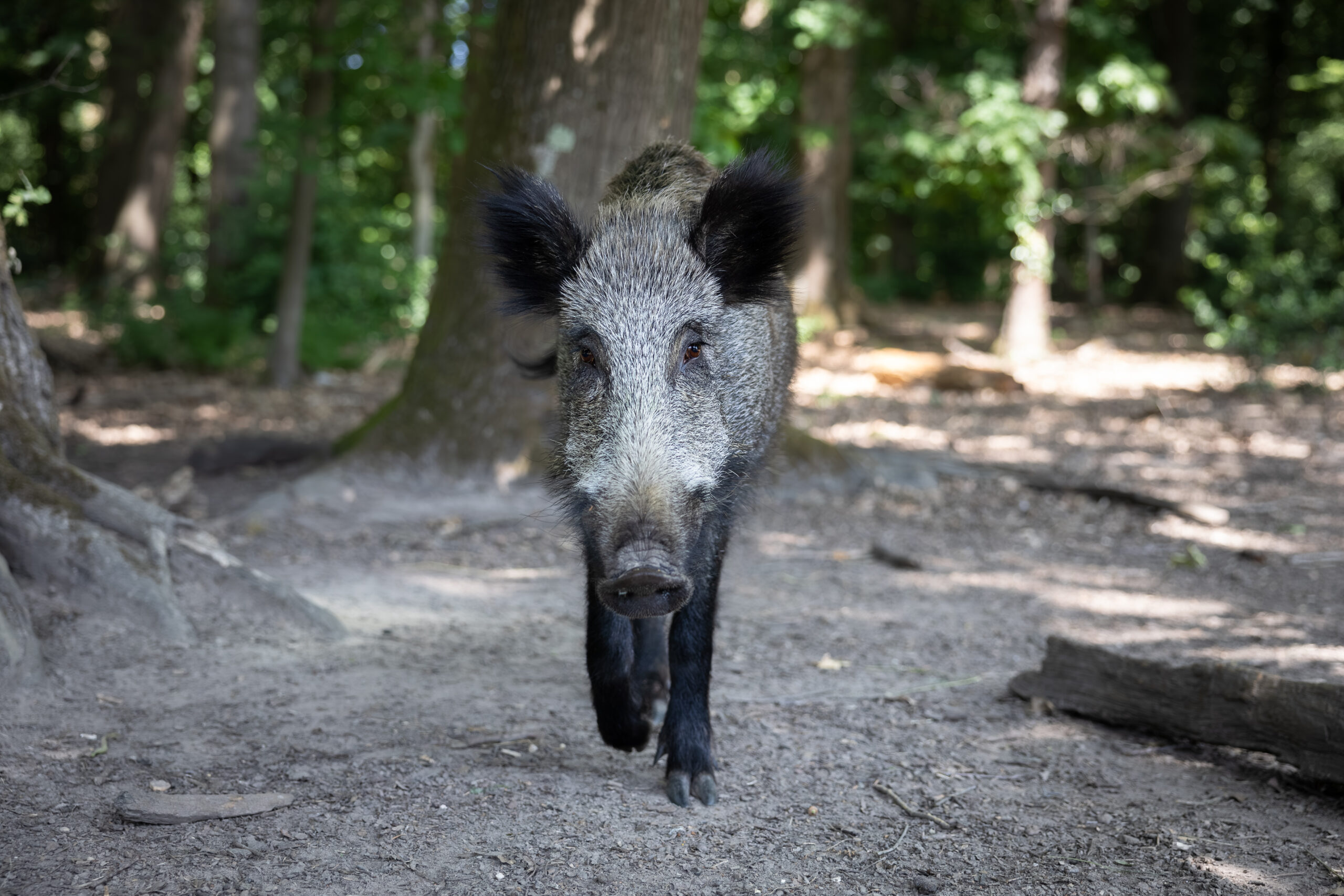 A smiling boar