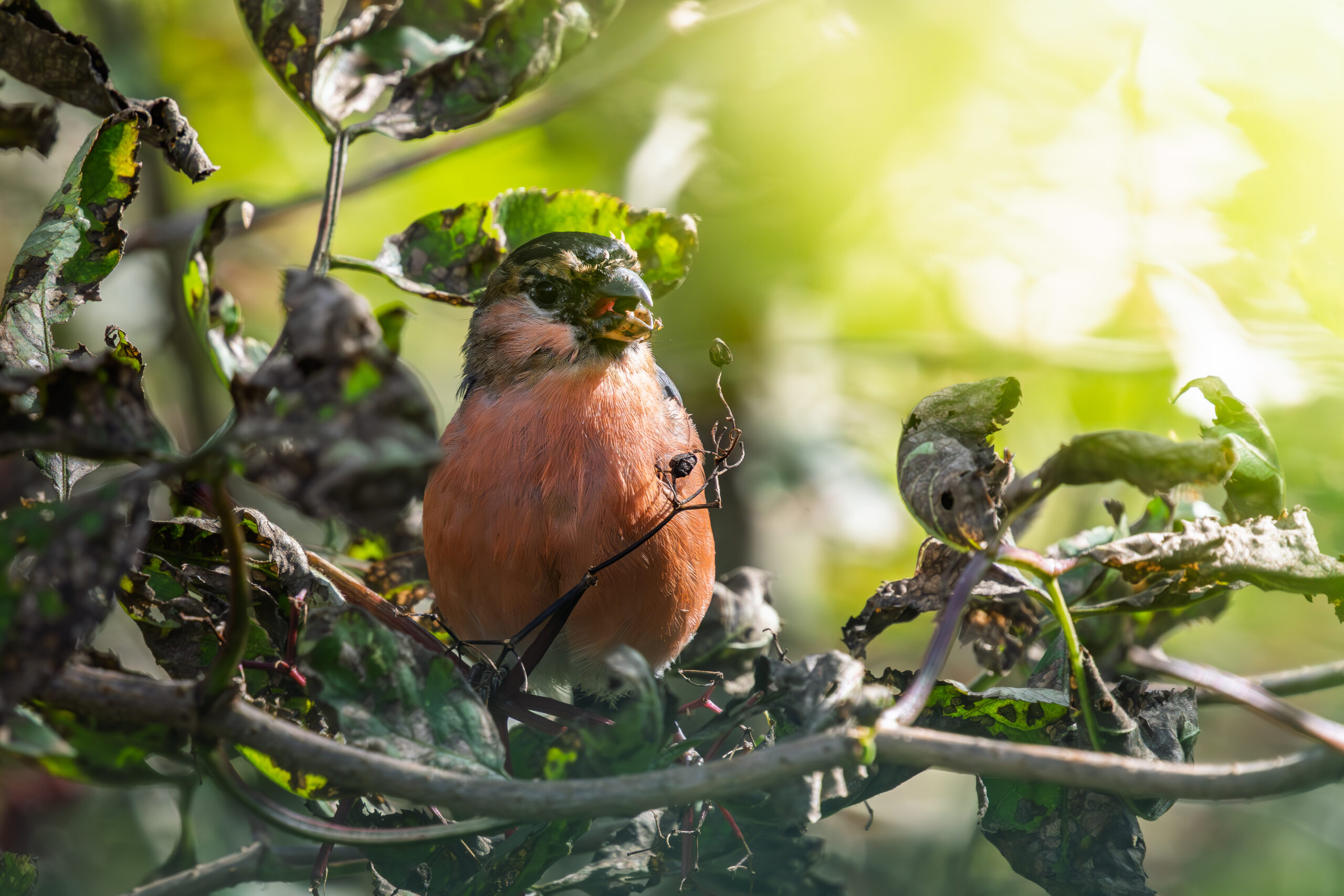 Eurasian bullfinch enjoying the sun