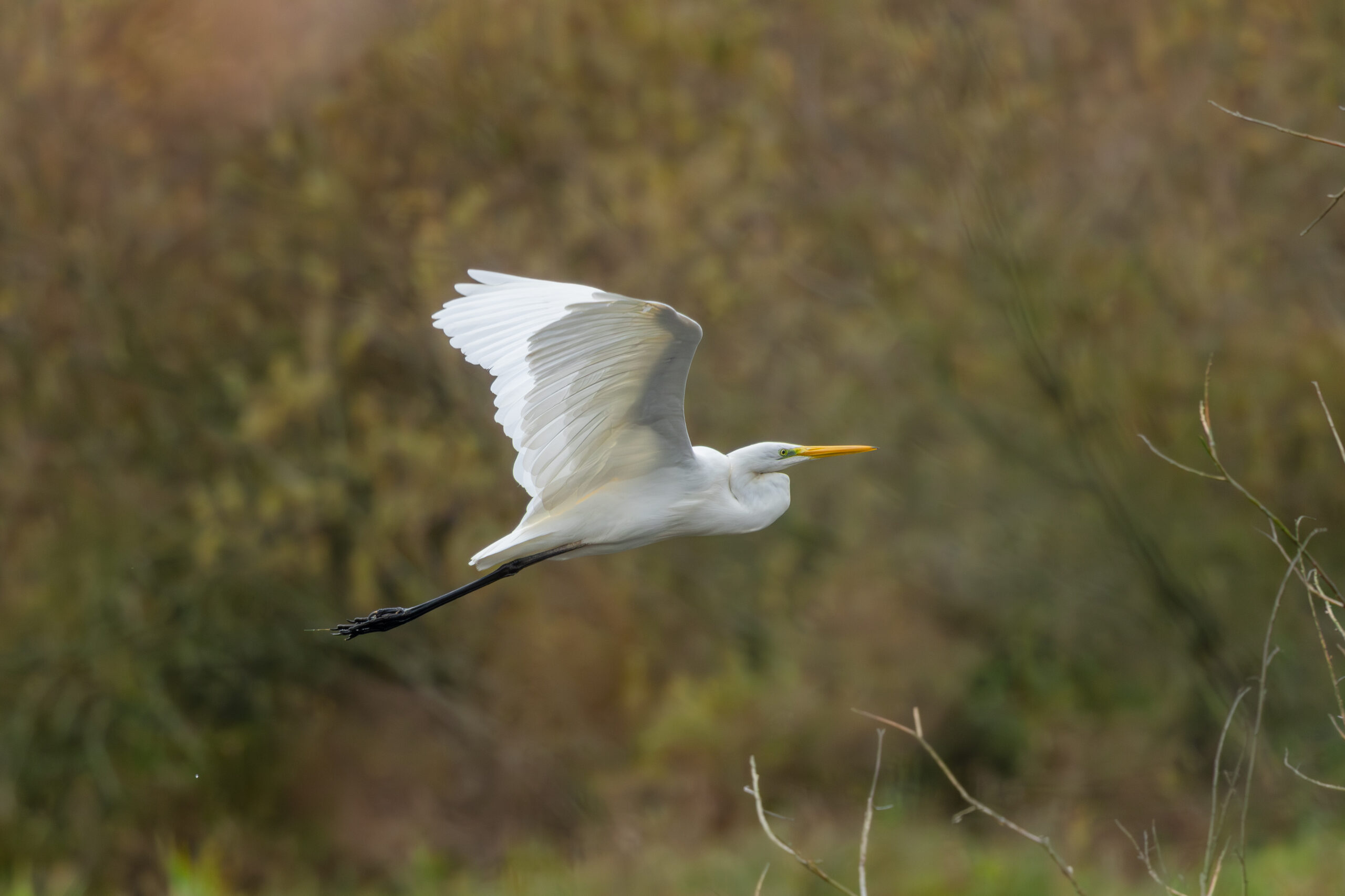 Great white heron flying over a swamp