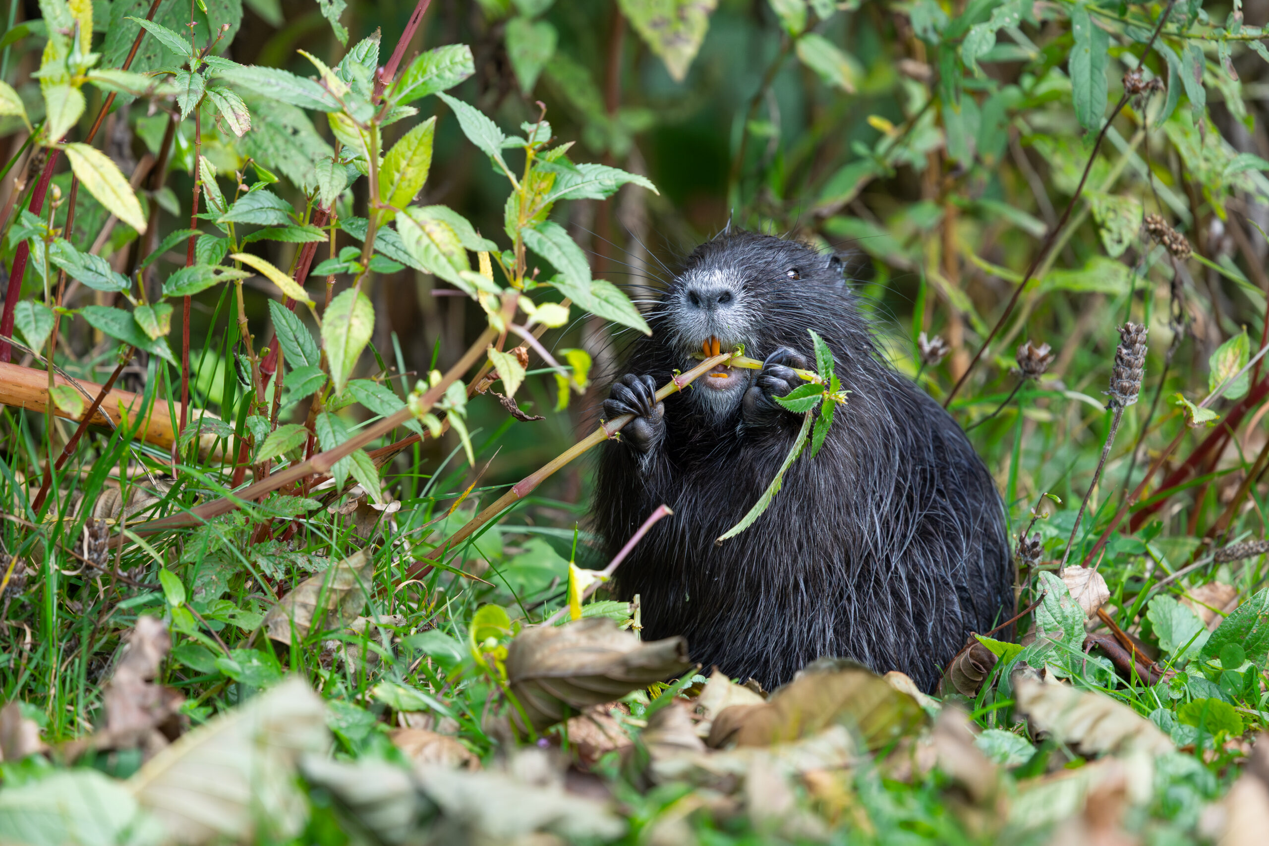 Nutria baby having a snack