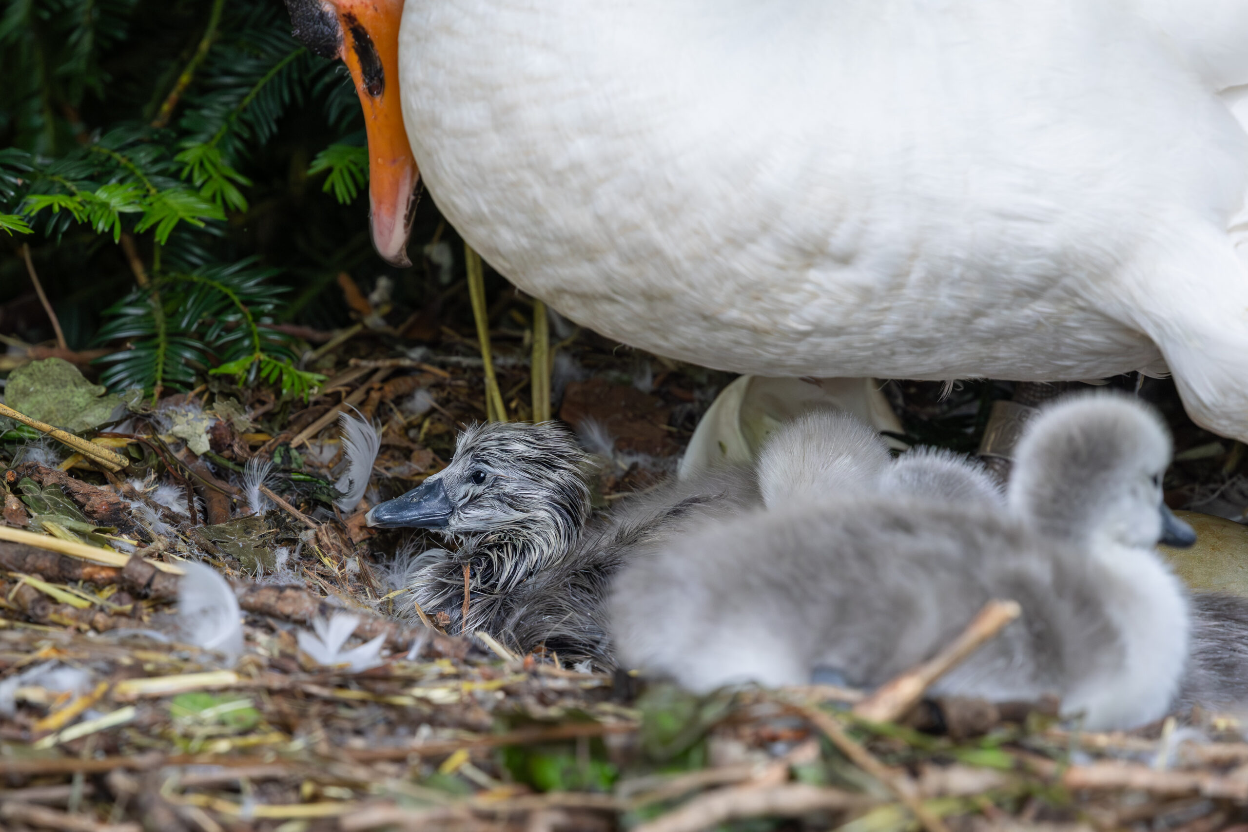 Cygnet right after hatching