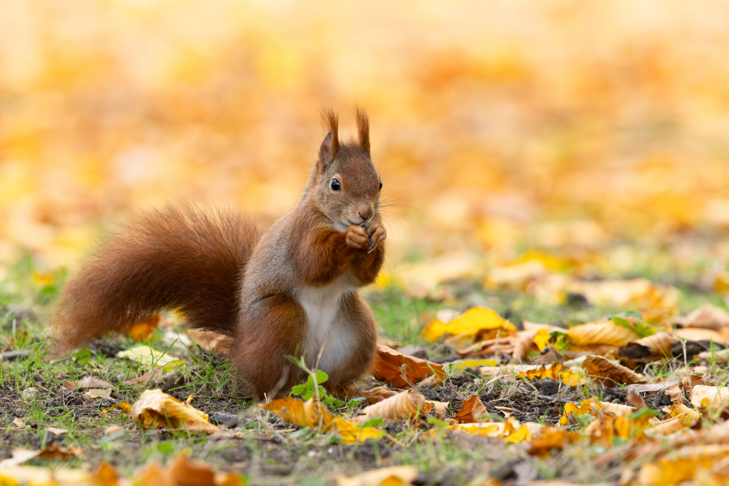 Squirrel in autumn