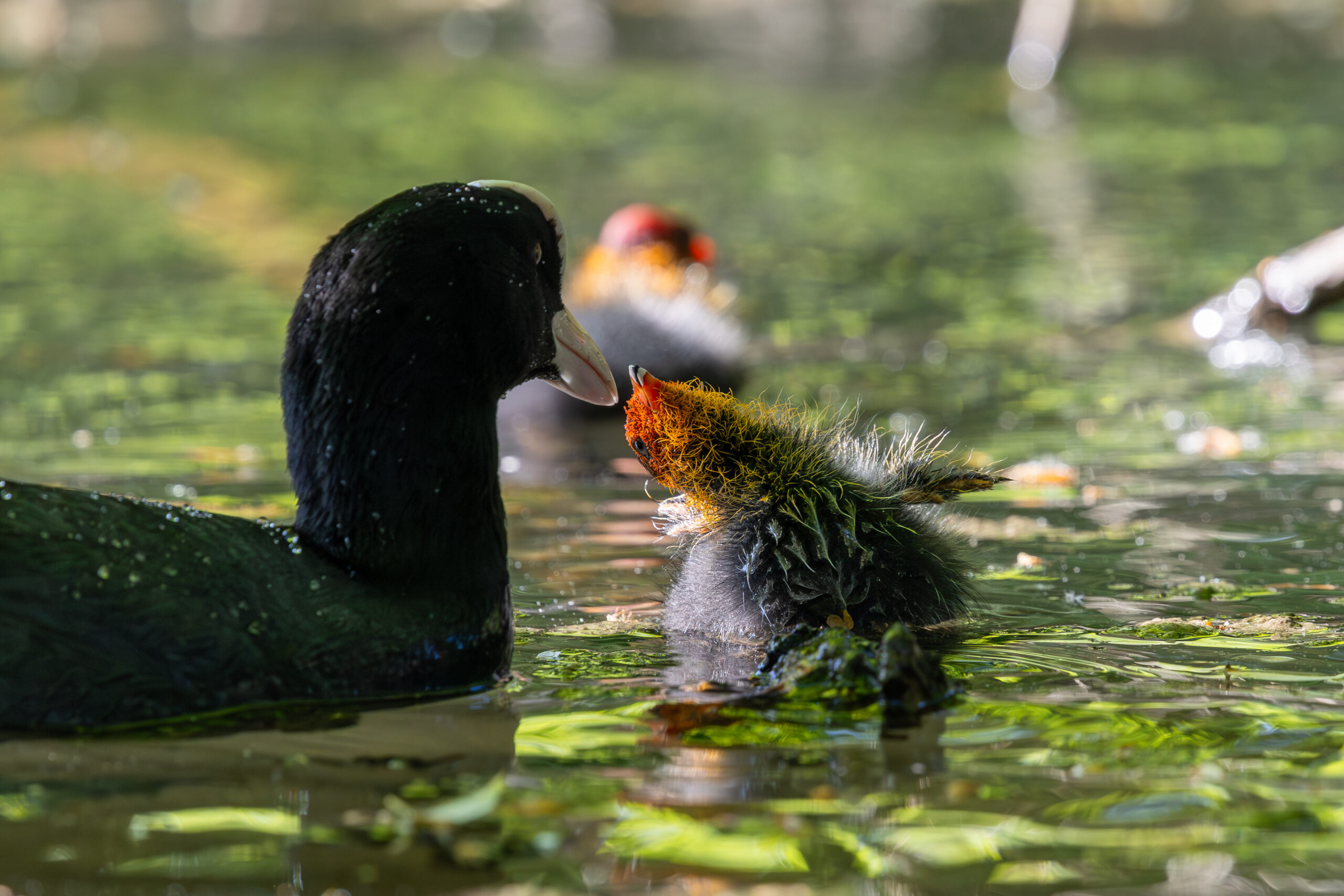 Dancing Eurasian coot baby