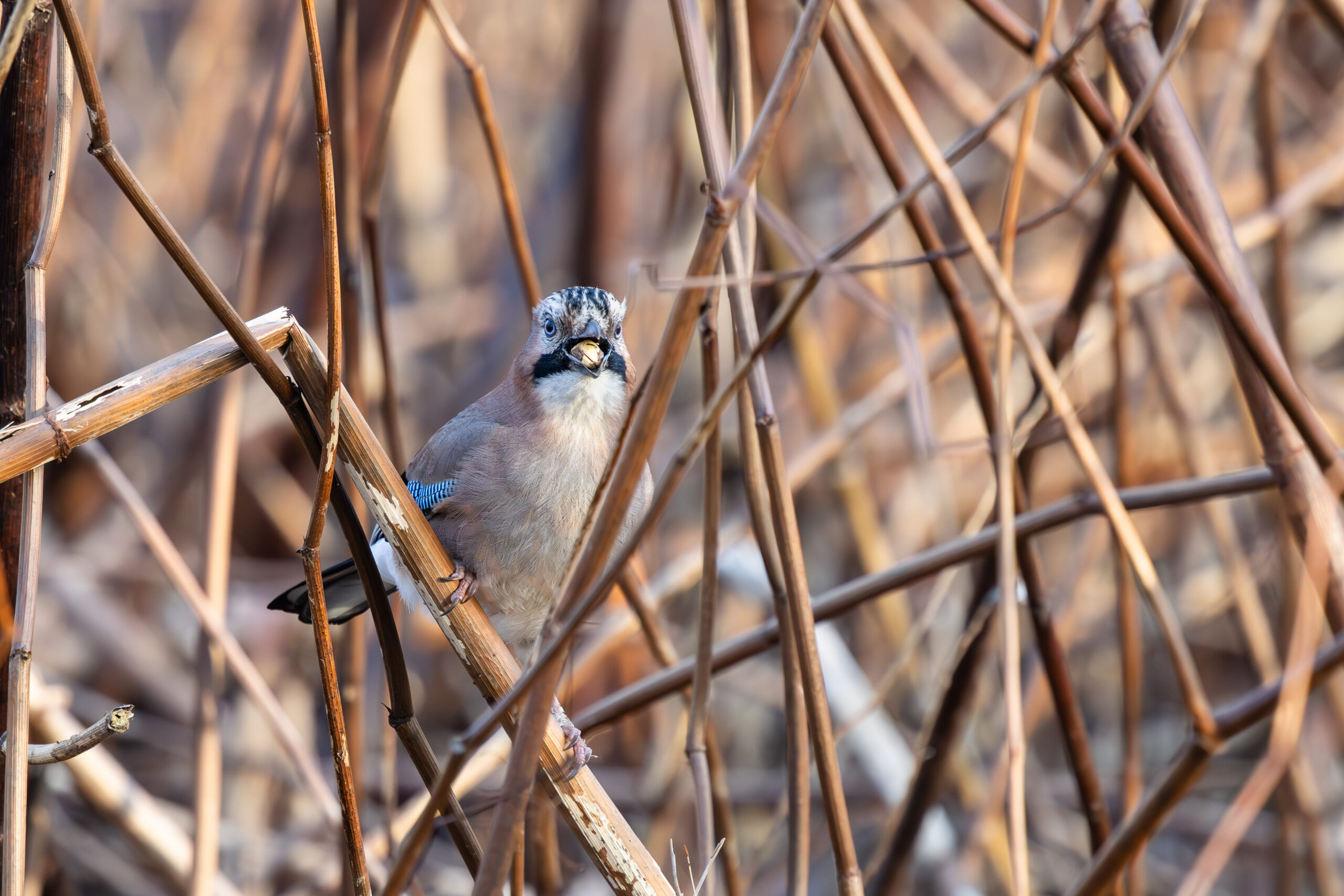 Eurasian jay eating an acorn