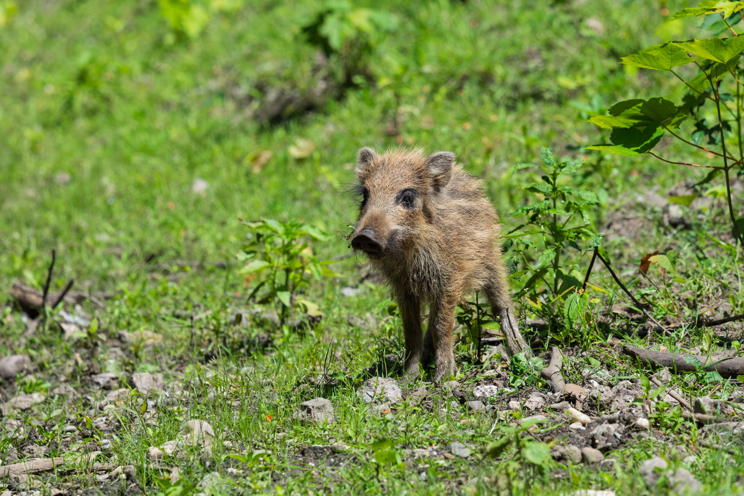 Wild boar piglet enjoying the sun