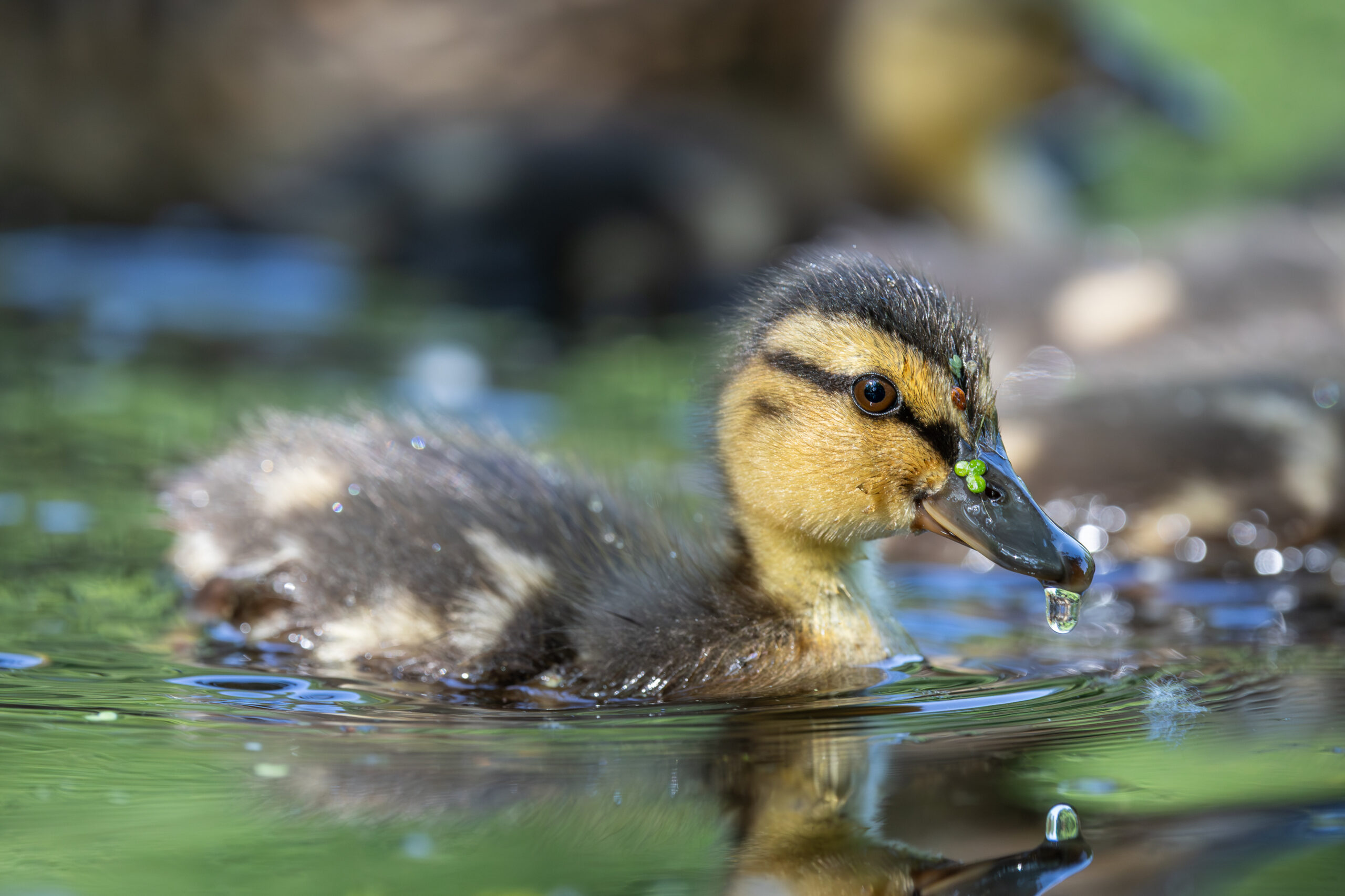 Duckling loves duckweed