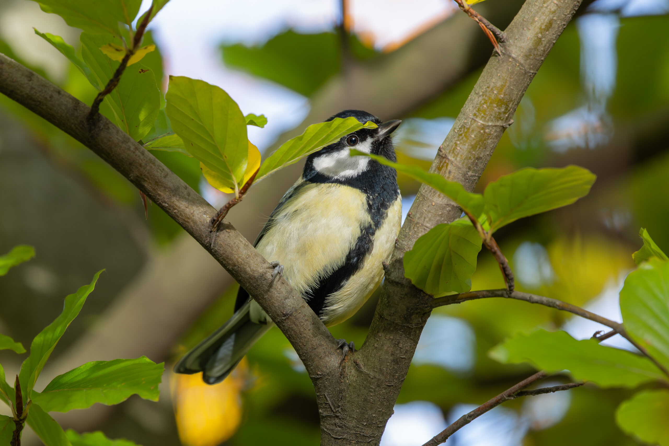 Great tit behind leaves