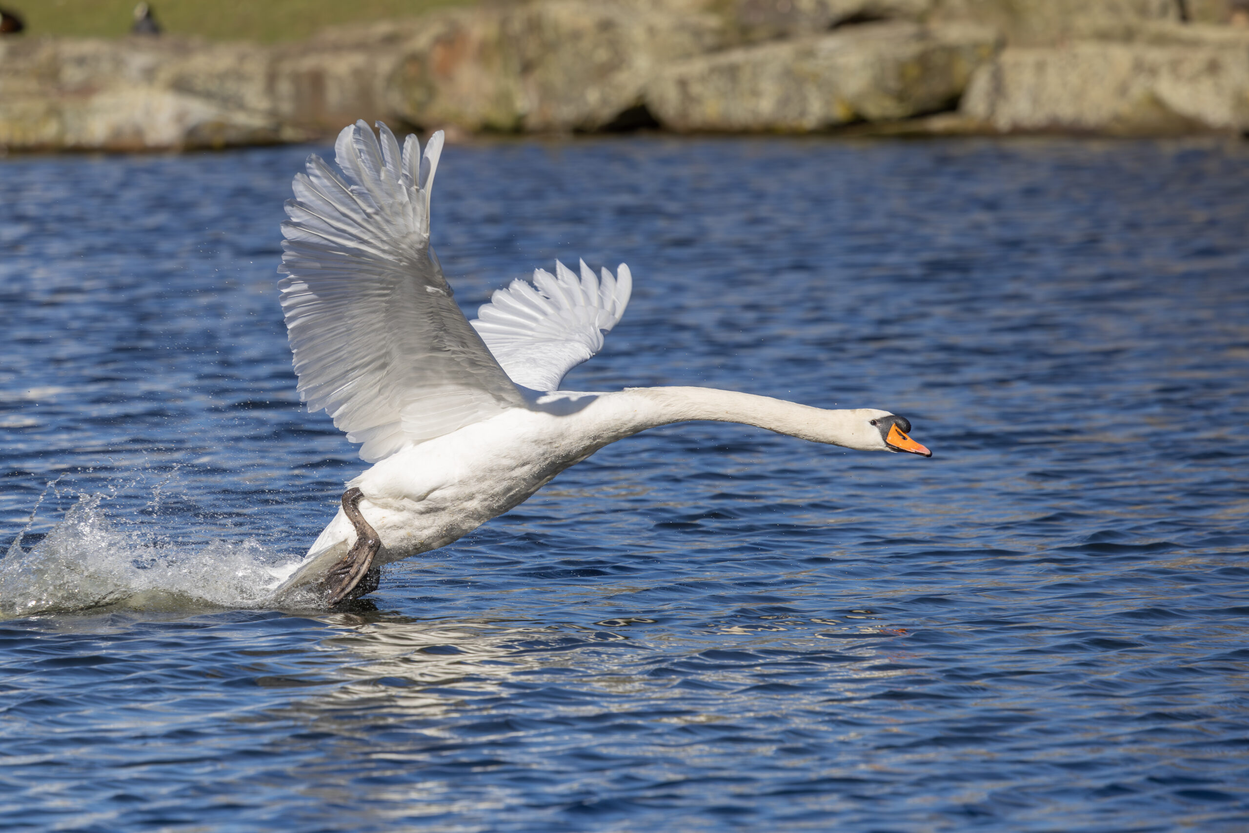 Swan ready to attack