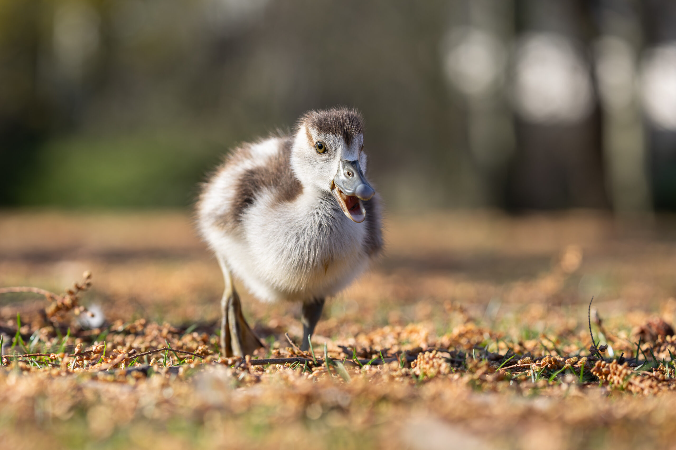 Egyptian goose gosling on a rush