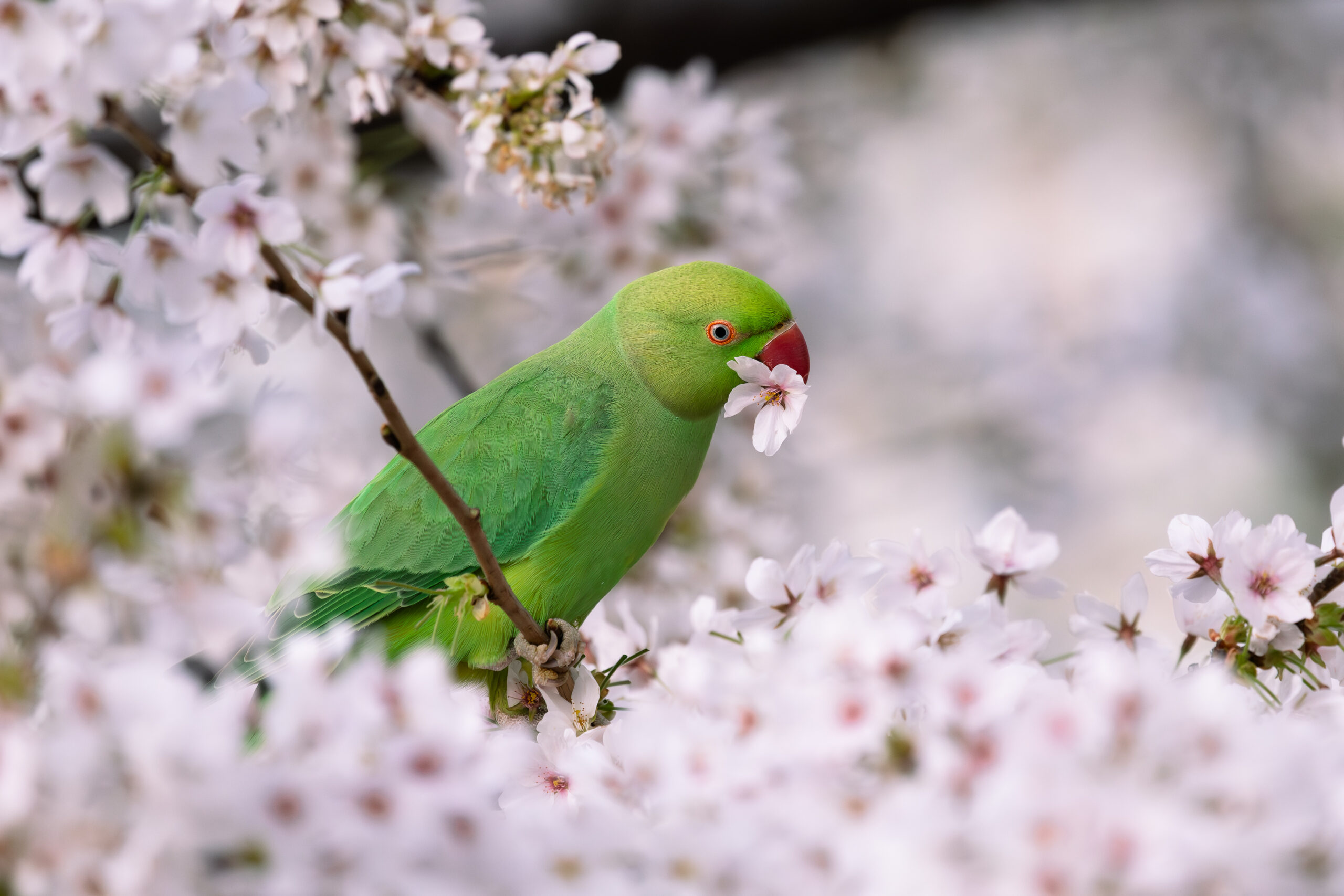 Parrot speaking a flowery language