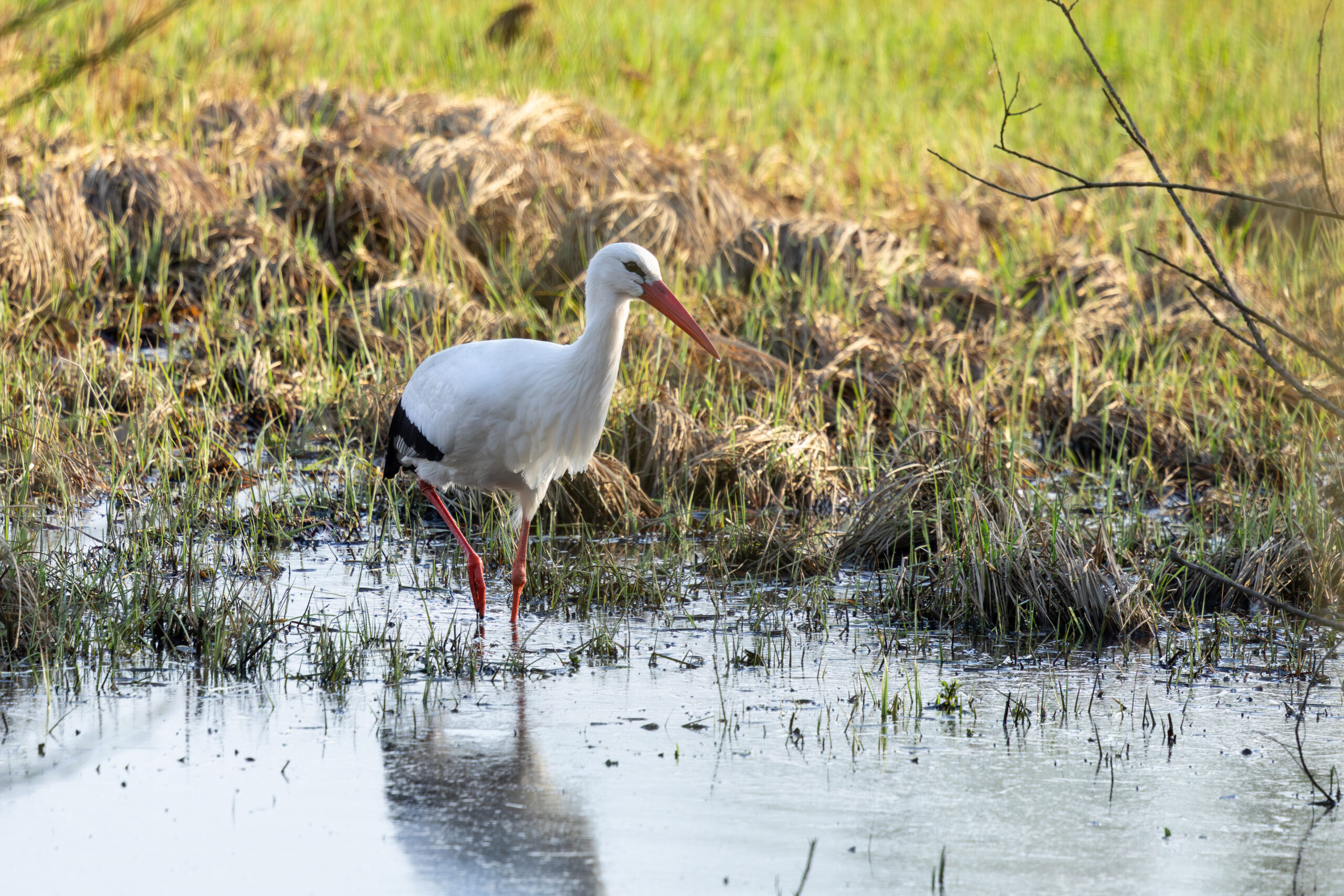 Stork getting food for his wife