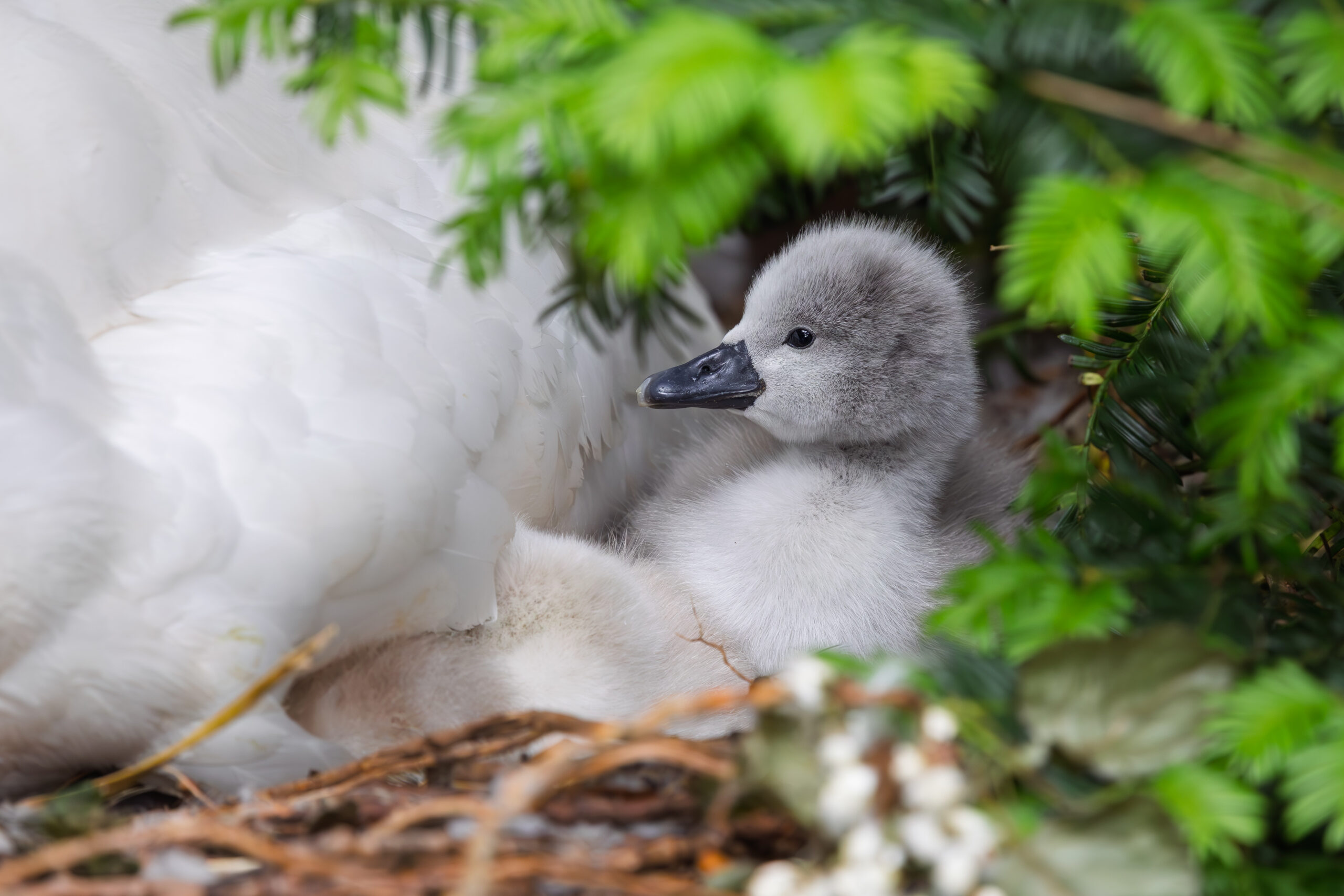 Cygnet posing in his nest