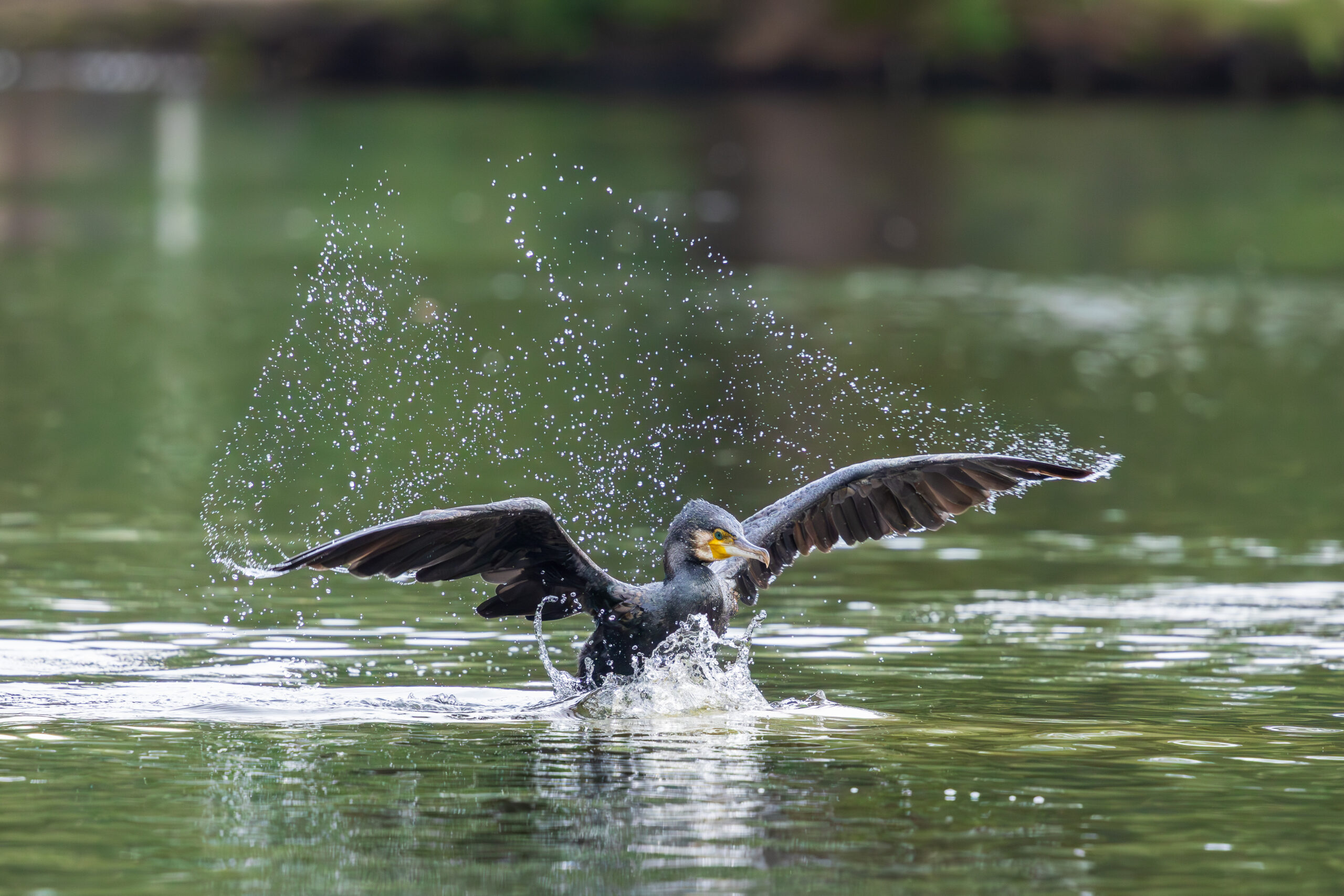 Cormorant swinging his wings