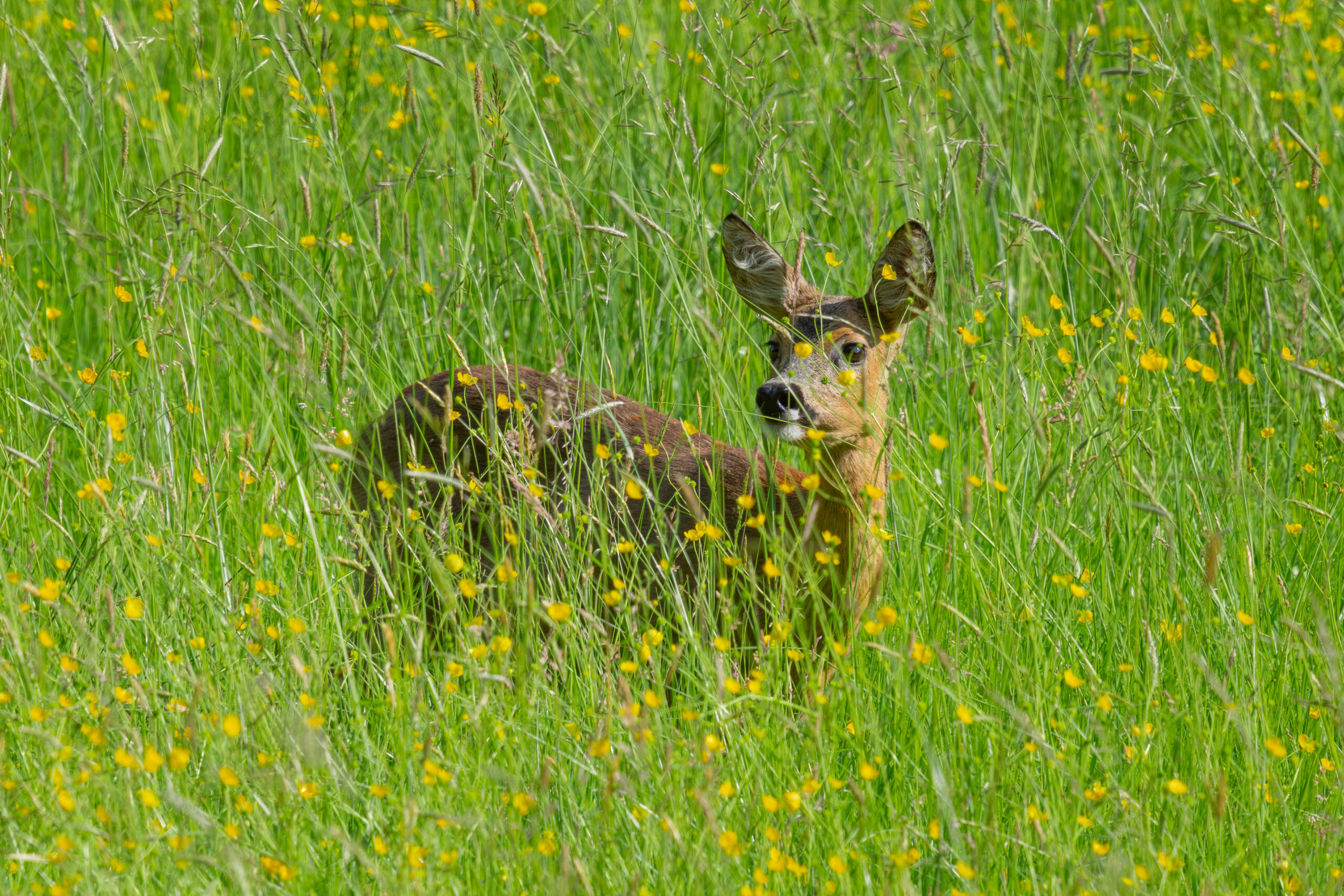 Roe deer hiding in a buttercup field